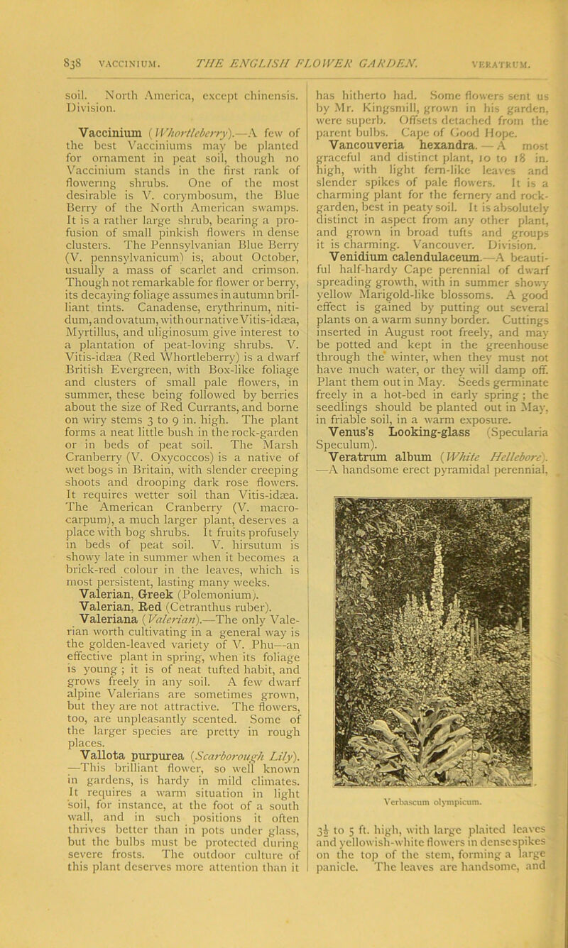 soil. North America, except chinensis. Division. Vaccinium (Whortleberry).—A few of the best Vacciniums may be planted for ornament in peat soil, though no Vaccinium stands in the first rank of flowering shrubs. One of the most desirable is V. corymbosum, the Blue Berry of the North American swamps. It is a rather large shrub, bearing a pro- fusion of small pinkish flowers in dense clusters. The Pennsylvanian Blue Berry (V. pennsylvanicum) is, about October, usually a mass of scarlet and crimson. Though not remarkable for flower or berry, its decaying foliage assumes in autumn bril- liant tints. Canadense, erythrinum, niti- dum, andovatum, with ournative Vitis-idaea, Myrtillus, and uliginosum give interest to a plantation of peat-loving shrubs. V. Vitis-idma (Red Whortleberry) is a dwarf British Evergreen, with Box-like foliage and clusters of small pale flowers, in summer, these being followed by berries about the size of Red Currants, and borne on wiry stems 3 to 9 in. high. The plant forms a neat little bush in the rock-garden or in beds of peat soil. The Marsh Cranberry (V. Oxycoccos) is a native of wet bogs in Britain, with slender creeping shoots and drooping dark rose flowers. It requires wetter soil than Vitis-idaea. The American Cranberry (V. macro- carpum), a much larger plant, deserves a place with bog shrubs. It fruits profusely in beds of peat soil. V. hirsutum is showy late in summer when it becomes a brick-red colour in the leaves, which is most persistent, lasting many weeks. Valerian, Greek (Polemonium). Valerian, Red (Cetranthus ruber). Valeriana {Valerian).—The only Vale- rian worth cultivating in a general way is the golden-leaved variety of V. Phu—an effective plant in spring, when its foliage is young ; it is of neat tufted habit, and grows freely in any soil. A few dwarf alpine Valerians are sometimes grown, but they are not attractive. The flowers, too, are unpleasantly scented. Some of the larger species are pretty in rough places. Vallota purpurea (Scarborough Lily). —This brilliant flower, so well known in gardens, is hardy in mild climates. It requires a warm situation in light soil, for instance, at the foot of a south wall, and in such positions it often thrives better than in pots under glass, but the bulbs must be protected during severe frosts. The outdoor culture of this plant deserves more attention than it has hitherto had. Some flowers sent us by Mr. Kingsmill, grown in his garden, were superb. Offsets detached from the parent bulbs. Cape of Good Hope. Vancouveria hexandra. — A most graceful and distinct plant, 10 to 18 in. high, with light fern-like leaves and slender spikes of pale flowers. It is a charming plant for the fernery and rock- garden, best in peaty soil. It is absolutely distinct in aspect from any other plant, and grown in broad tufts and groups it is charming. Vancouver. Division. Venidium calendulaceum.—A beauti- ful half-hardy Cape perennial of dwarf spreading growth, with in summer showy yellow Marigold-like blossoms. A good effect is gained by putting out several plants on a warm sunny border. Cuttings inserted in August root freely, and may be potted and kept in the greenhouse through the' winter, when they must not have much water, or they will damp off. Plant them out in May. Seeds germinate freely in a hot-bed in early spring ; the seedlings should be planted out in May. in friable soil, in a warm exposure. Venus’s Looking-glass (Specularia Speculum). Veratrum album (White Hellebore . —A handsome erect pyramidal perennial, Verbascum olympicum. 3A to 5 ft. high, with large plaited leaves and yellowish-white flowers in dense spikes on the top of the stem, forming a large panicle. The leaves are handsome, and