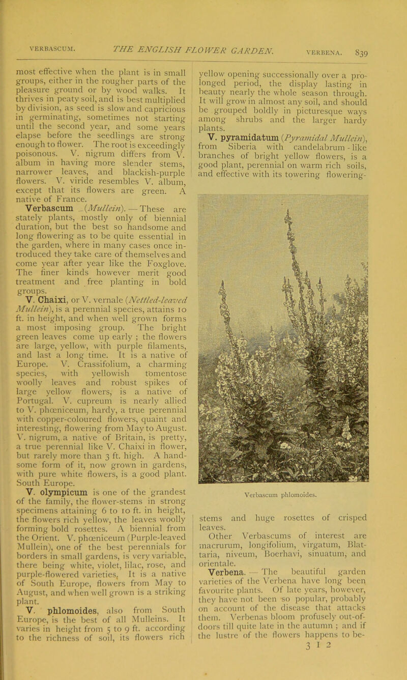VERBENA. 839 most effective when the plant is in small groups, either in the rougher parts of the pleasure ground or by wood walks. It thrives in peaty soil, and is best multiplied by division, as seed is slow and capricious in germinating, sometimes not starting until the second year, and some years elapse before the seedlings are strong enough to flower. The root is exceedingly poisonous. V. nigrum differs from V. album in having more slender stems, narrower leaves, and blackish-purple flowers. V. viride resembles V. album, except that its flowers are green. A native of France. Verbascum _(Mullein).—These are stately plants, mostly only of biennial duration, but the best so handsome and long flowering as to be quite essential in the garden, where in many cases once in- troduced they take care of themselves and come year after year like the Foxglove. The finer kinds however merit good treatment and free planting in bold groups. V. Chaixi. or V. vernale {Nettled-leaved Mullein), is a perennial species, attains 10 ft. in height, and when well grown forms a most imposing group. The bright green leaves come up early ; the flowers are large, yellow, with purple filaments, and last a long time. It is a native of Europe. V. Crassifolium, a charming species, with yellowish tomentose woolly leaves and robust spikes of large yellow flowers, is a native of Portugal. V. cupreum is nearly allied to V. phoeniceum, hardy, a true perennial with copper-colourecl flowers, quaint and interesting, flowering from May to August. V. nigrum, a native of Britain, is pretty, a true perennial like V. Chaixi in flower, but rarely more than 3 ft. high. A hand- some form of it, now grown in gardens, with pure white flowers, is a good plant. South Europe. V. olympicum is one of the grandest of the family, the flower-stems in strong specimens attaining 6 to 10 ft. in height, the flowers rich yellow, the leaves woolly forming bold rosettes. A biennial from the Orient. V. phoeniceum (Purple-leaved Mullein), one of the best perennials for borders in small gardens, is very variable, there being white, violet, lilac, rose, and purple-flowered varieties. It is a native of South Europe, flowers from May to August, and when well grown is a striking plant. V. phlomoides, also from South Europe, is the best of all Mulleins. It varies in height from 5 to 9 ft. according to the richness of soil, its flowers rich yellow opening successionally over a pro- longed period, the display lasting in beauty nearly the whole season through. It will grow in almost any soil, and should be grouped boldly in picturesque ways among shrubs and the larger hardy plants. V. pyramidatum (Pyramidal Mullein), from Siberia with candelabrum - like branches of bright yellow flowers, is a good plant, perennial on warm rich soils, and effective with its towering flowering- Verbascum phlomoides. stems and huge rosettes of crisped leaves. Other Verbascums of interest are macrurum, longifolium, virgatum, Blat- taria, niveum, Boerhavi, sinuatum, and orientale. Verbena. — The beautiful garden varieties of the Verbena have long been favourite plants. Of late years, however, they have not been so popular, probably on account of the disease that attacks them. Verbenas bloom profusely out-of- doors till quite late in the autumn ; and if the lustre of the flowers happens to be-