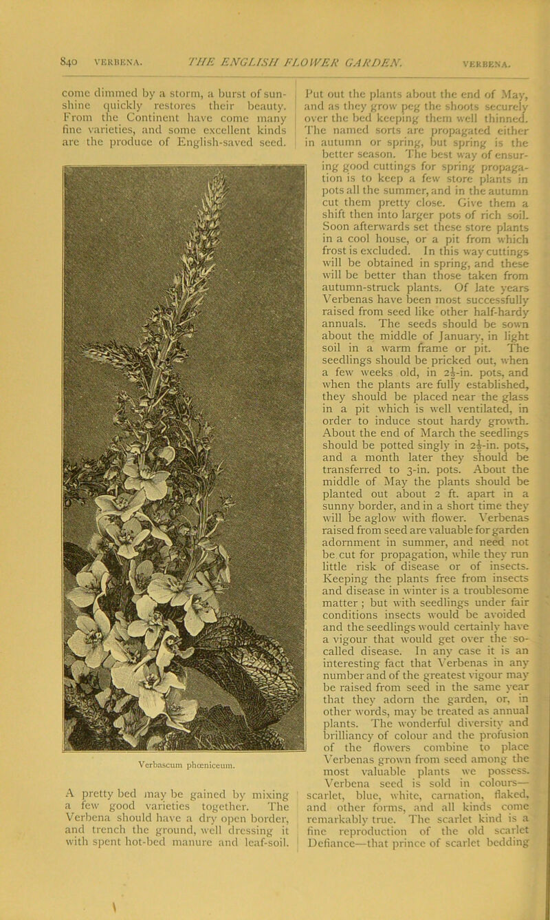 come dimmed by a storm, a burst of sun- shine quickly restores their beauty. From the Continent have come many fine varieties, and some excellent kinds are the produce of English-saved seed. Verbascum phocniceum. A pretty bed may be gained by mixing a few good varieties together. The Verbena should have a dry open border, and trench the ground, well dressing it with spent hot-bed manure and leaf-soil. Put out the plants about the end of May, md as they grow peg the shoots securely Dver the bed keeping them well thinned. Fhe named sorts are propagated either n autumn or spring, but spring is the better season. The best way of ensur- ing good cuttings for spring propaga- tion is to keep a few store plants in pots all the summer, and in the autumn cut them pretty close. Give them a shift then into larger pots of rich soil. Soon afterwards set these store plants in a cool house, or a pit from which frost is excluded. In this way cuttings will be obtained in spring, and these will be better than those taken from autumn-struck plants. Of late years Verbenas have been most successfully raised from seed like other half-hardy annuals. The seeds should be sown about the middle of January, in light soil in a warm frame or pit. The seedlings should be pricked out, when a few weeks old, in 2^-in. pots, and when the plants are fulfy established, they should be placed near the glass in a pit which is well ventilated, in order to induce stout hardy growth. About the end of March the seedlings should be potted singly in 2|-in. pots, and a month later they should be transferred to 3-in. pots. About the middle of May the plants should be planted out about 2 ft. apart in a sunny border, and in a short time they will be aglow with flower. Verbenas raised from seed are valuable for garden adornment in summer, and need not be cut for propagation, while they run little risk of disease or of insects. Keeping the plants free from insects and disease in winter is a troublesome matter ; but with seedlings under fair conditions insects would be avoided and the seedlings would certainly have a vigour that would get over the so- called disease. In any case it is an interesting fact that Verbenas in any number and of the greatest vigour may be raised from seed in the same year that they adorn the garden, or, in other words, may be treated as annual plants. The wonderful diversity and brilliancy of colour and the profusion of the flowers combine to place Verbenas grown from seed among the most valuable plants we possess. Verbena seed is sold in colours— scarlet, blue, white, carnation, flaked, and other forms, and all kinds come remarkably true. The scarlet kind is a fine reproduction of the old scarlet Defiance—that prince of scarlet bedding