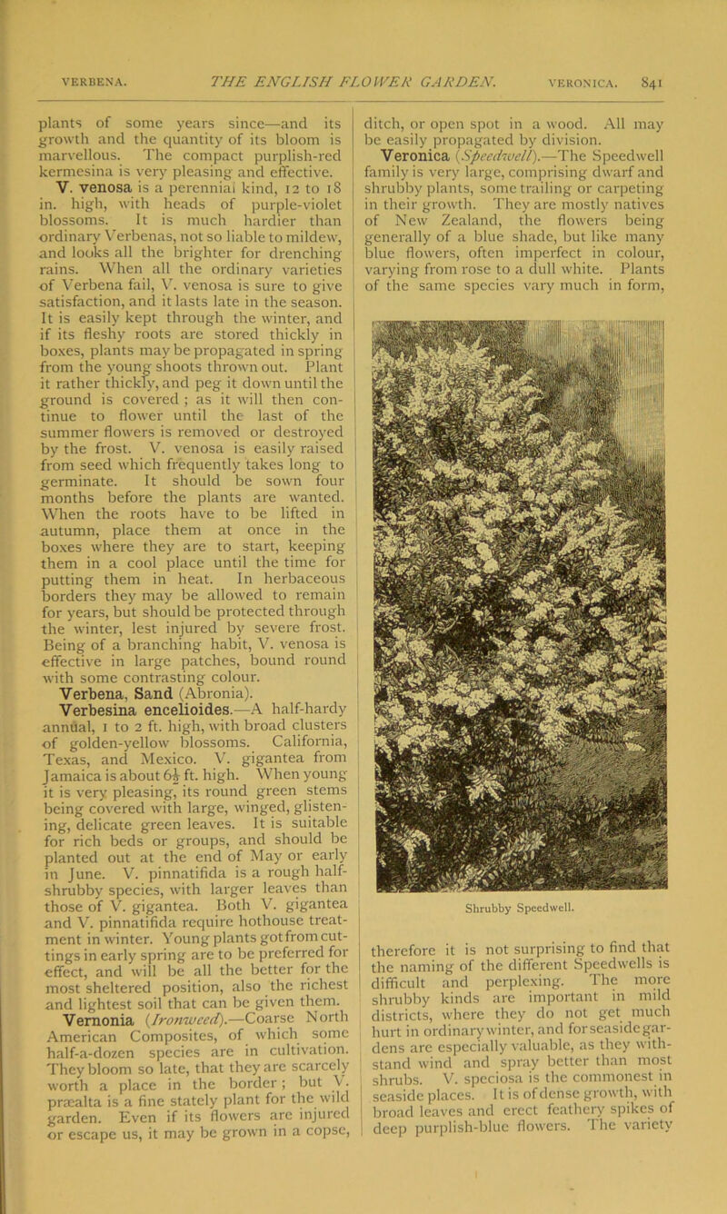 plants of some years since—and its growth and the quantity of its bloom is marvellous. The compact purplish-red kermesina is very pleasing and effective. V. venosa is a perennial kind, 12 to 18 in. high, with heads of purple-violet blossoms. It is much hardier than ordinary Verbenas, not so liable to mildew, and looks all the brighter for drenching rains. When all the ordinary varieties of Verbena fail, V. venosa is sure to give satisfaction, and it lasts late in the season. It is easily kept through the winter, and if its fleshy roots are stored thickly in boxes, plants may be propagated in spring from the young shoots thrown out. Plant it rather thickly, and peg it down until the ground is covered ; as it will then con- tinue to flower until the last of the summer flowers is removed or destroyed by the frost. V. venosa is easily raised from seed which frequently takes long to germinate. It should be sown four months before the plants are wanted. When the roots have to be lifted in autumn, place them at once in the boxes where they are to start, keeping them in a cool place until the time for putting them in heat. In herbaceous borders they may be allowed to remain for years, but should be protected through the winter, lest injured by severe frost. Being of a branching habit, V. venosa is effective in large patches, bound round with some contrasting colour. Verbena, Sand (Abronia). Verbesina encelioides.—A half-hardy annual, 1 to 2 ft. high, with broad clusters of golden-yellow blossoms. California, Texas, and Mexico. V. gigantea from Jamaica is about ft. high. When young it is very pleasing, its round green stems being covered with large, winged, glisten- ing, delicate green leaves. It is suitable for rich beds or groups, and should be planted out at the end of May or early in June. V. pinnatifida is a rough half- shrubby species, with larger leaves than those of V. gigantea. Both V. gigantea and V. pinnatifida require hothouse treat- ment in winter. Young plants got from cut- tings in early spring are to be preferred for effect, and will be all the better for the most sheltered position, also the richest and lightest soil that can be given them. Vemonia (Ironweed).—Coarse North American Composites, of which some half-a-dozen species are in cultivation. They bloom so late, that they are scarcely worth a place in the border; but V. prtealta is a fine stately plant for the wild garden. Even if its flowers are injured or escape us, it may be grown in a copse, ditch, or open spot in a wood. All may be easily propagated by division. Veronica {Speedwell).—The Speedwell family is very large, comprising dwarf and shrubby plants, some trailing or carpeting in their growth. They are mostly natives I of New Zealand, the flowers being generally of a blue shade, but like many blue flowers, often imperfect in colour, varying from rose to a dull white. Plants of the same species vary much in form, Shrubby Speedwell. therefore it is not surprising to find that the naming of the different Speedwells is difficult and perplexing. The more shrubby kinds are important in mild districts, where they do not get much hurt in ordinary winter, and for seaside gar- dens are especially valuable, as they with- stand wind and spray better than most I shrubs. V. speciosa is the commonest in seaside places. It is of dense growth, with broad leaves and erect feathery spikes of | deep purplish-blue flowers. The variety