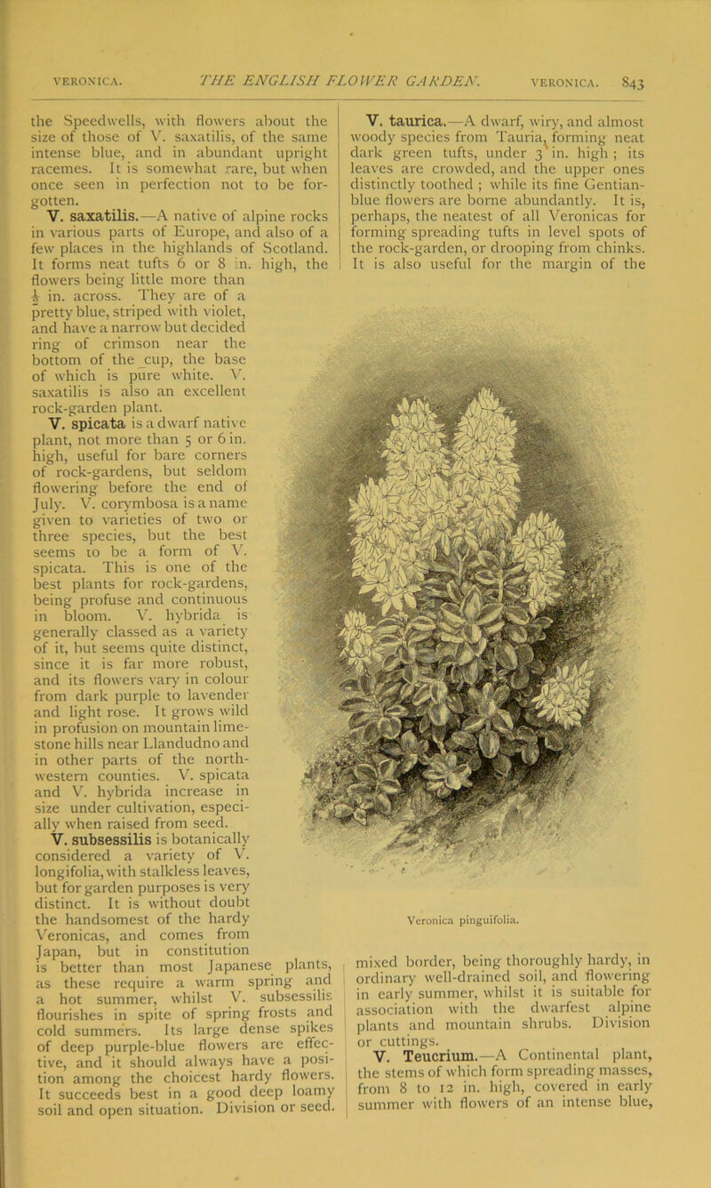 the Speedwells, with flowers about the size of those of V. saxatilis, of the same intense blue, and in abundant upright racemes. It is somewhat rare, but when once seen in perfection not to be for- gotten. V. saxatilis.—A native of alpine rocks in various parts of Europe, and also of a few places in the highlands of Scotland. It forms neat tufts 6 or 8 in. high, the flowers being little more than i in. across. They are of a pretty blue, striped with violet, and have a narrow but decided ring of crimson near the bottom of the cup, the base of which is pure white. V. saxatilis is also an excellent rock-garden plant. V. spicata is a dwarf native plant, not more than 5 or 6 in. high, useful for bare corners of rock-gardens, but seldom flowering before the end of July. V. corymbosa is a name given to varieties of two or three species, but the best seems to be a form of V. spicata. This is one of the best plants for rock-gardens, being profuse and continuous in bloom. V. hybrida is generally classed as a variety of it, but seems quite distinct, since it is far more robust, and its flowers vary in colour from dark purple to lavender and light rose. It grows wild in profusion on mountain lime- stone hills near Llandudno and in other parts of the north- western counties. V. spicata and V. hybrida increase in size under cultivation, especi- ally when raised from seed. V. subsessilis is botanically considered a variety of V. longifolia, with stalkless leaves, but for garden purposes is very distinct. It is without doubt the handsomest of the hardy Veronicas, and comes from Japan, but in constitution is better than most Japanese plants, as these require a warm spring and a hot summer, whilst V. subsessilis flourishes in spite of spring frosts and cold summers. Its large dense spikes of deep purple-blue flowers arc effec- tive, and it should always have a posi- tion among the choicest hardy flowers. It succeeds best in a good deep loamy soil and open situation. Division or seed. V. taurica.—A dwarf, wiry, and almost woody species from Tauria^ forming neat dark green tufts, under 3'in. high; its leaves are crowded, and the upper ones distinctly toothed ; while its fine Gentian- blue flowers are borne abundantly. It is, perhaps, the neatest of all Veronicas for forming spreading tufts in level spots of the rock-garden, or drooping from chinks. It is also useful for the margin of the Veronica pinguifolia. mixed border, being thoroughly hardy, in ordinary well-drained soil, and flowering in early summer, whilst it is suitable for association with the dwarfest alpine plants and mountain shrubs. Division or cuttings. V. Teucrium.—A Continental plant, the stems of which form spreading masses, from 8 to 12 in. high, covered in early summer with flowers of an intense blue,