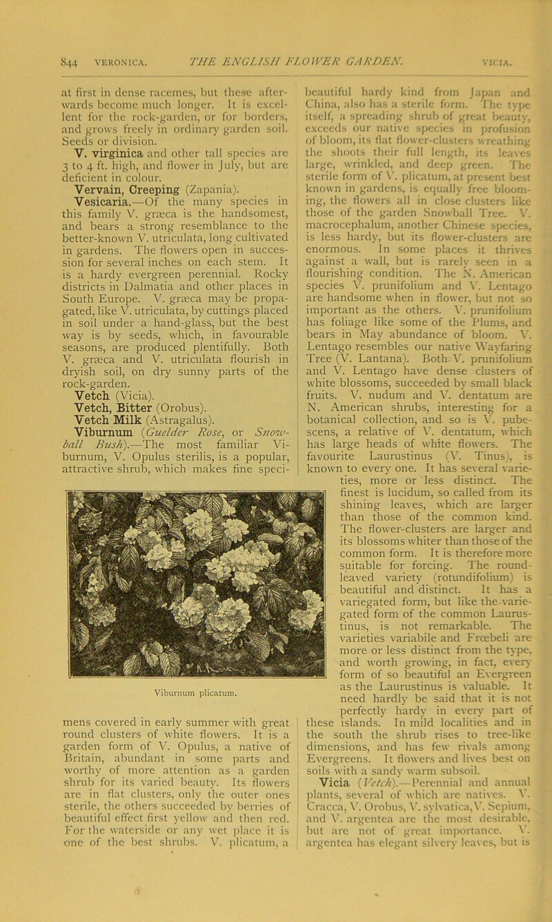 at first in dense racemes, but these after- wards become much longer. It is excel- lent for the rock-garden, or for borders, and grows freely in ordinary garden soil. Seeds or division. V. virginica and other tall species are 3 to 4 ft. high, and flower in July, but are deficient in colour. Vervain, Creeping (Zapania). Vesicaria.—Of the many species in this family V. graeca is the handsomest, and bears a strong resemblance to the better-known V. utriculata, long cultivated in gardens. The flowers open in succes- sion for several inches on each stem. It is a hardy evergreen perennial. Rocky districts in Dalmatia and other places in South Europe. V. graeca may be propa- gated, like V. utriculata, by cuttings placed in soil under a hand-glass, but the best way is by seeds, which, in favourable seasons, are produced plentifully. Both V. graeca and V. utriculata flourish in dryish soil, on dry sunny parts of the rock-garden. Vetch. (Vicia). Vetch, Bitter (Orobus). Vetch Milk (Astragalus). Viburnum (Guelder Rose, or Snow- ball Bush).—The most familiar Vi- burnum, V. Opulus sterilis, is a popular, attractive shrub, which makes fine speci- mens covered in early summer with great 1 round clusters of white flowers. It is a garden form of V. Opulus, a native of Britain, abundant in some parts and worthy of more attention as a garden shrub for its varied beauty. Its flowers are in flat clusters, only the outer ones sterile, the others succeeded by berries of J beautiful effect first yellow and then red. For the waterside or any wet place it is one of the best shrubs. V. plicatum, a beautiful hardy kind from japan and China, also has a sterile form. The type itself, a spreading shrub of great beauty, exceeds our native species in profusion of bloom, its flat flower-clusters wreathing the shoots their full length, its leaves large, wrinkled, and deep green. The sterile form of V. plicatum, at present best known in gardens, is equally free bloom- ing, the flowers all in close clusters like those of the garden Snowball Tree. V. macrocephalum, another Chinese species, is less hardy, but its flower-clusters are enormous. In some places it thrives against a wall, but is rarely seen in a flourishing condition. The X. American species V. prunifolium and Y. Lentago are handsome when in flower, but not so important as the others. V. prunifolium has foliage like some of the Plums, and bears in May abundance of bloom. V. Lentago resembles our native Wayfaring Tree (V. Lantana). Both-V. prunifolium and V. Lentago have dense clusters of white blossoms, succeeded by small black fruits. V. nudum and V. dentatum are N. American shrubs, interesting for a botanical collection, and so is Y. pube- scens, a relative of Y. dentatum, which has large heads of white flowers. The favourite Laurustinus (V. Tinus), is known to every one. It has several varie- ties, more or less distinct. The finest is lucidum, so called from its shining leaves, which are larger than those of the common kind. The flower-clusters are larger and its blossoms whiter than those of the common form. It is therefore more suitable for forcing. The round- leaved variety (rotundifolium) is beautiful and distinct. It has a variegated form, but like the varie- gated form of the common Laurus- tinus, is not remarkable. The varieties variabile and Froebeli are more or less distinct from the type, and worth growing, in fact, every form of so beautiful an Evergreen as the Laurustinus is valuable. It need hardly be said that it is not perfectly hardy in every part of these islands. In mild localities and in the south the shrub rises to tree-like dimensions, and has few rivals among Evergreens. It flowers and lives best on soils with a sandy warm subsoil. Vicia {Vetch).—Perennial and annual plants, several of which are natives. Y. Cracca, V. Orobus, Y sylvatica,V. Sepium, and V. argentca are the most desirable, but are not of great importance. \. argentca has elegant silvery leaves, but is Viburnum plicatum.