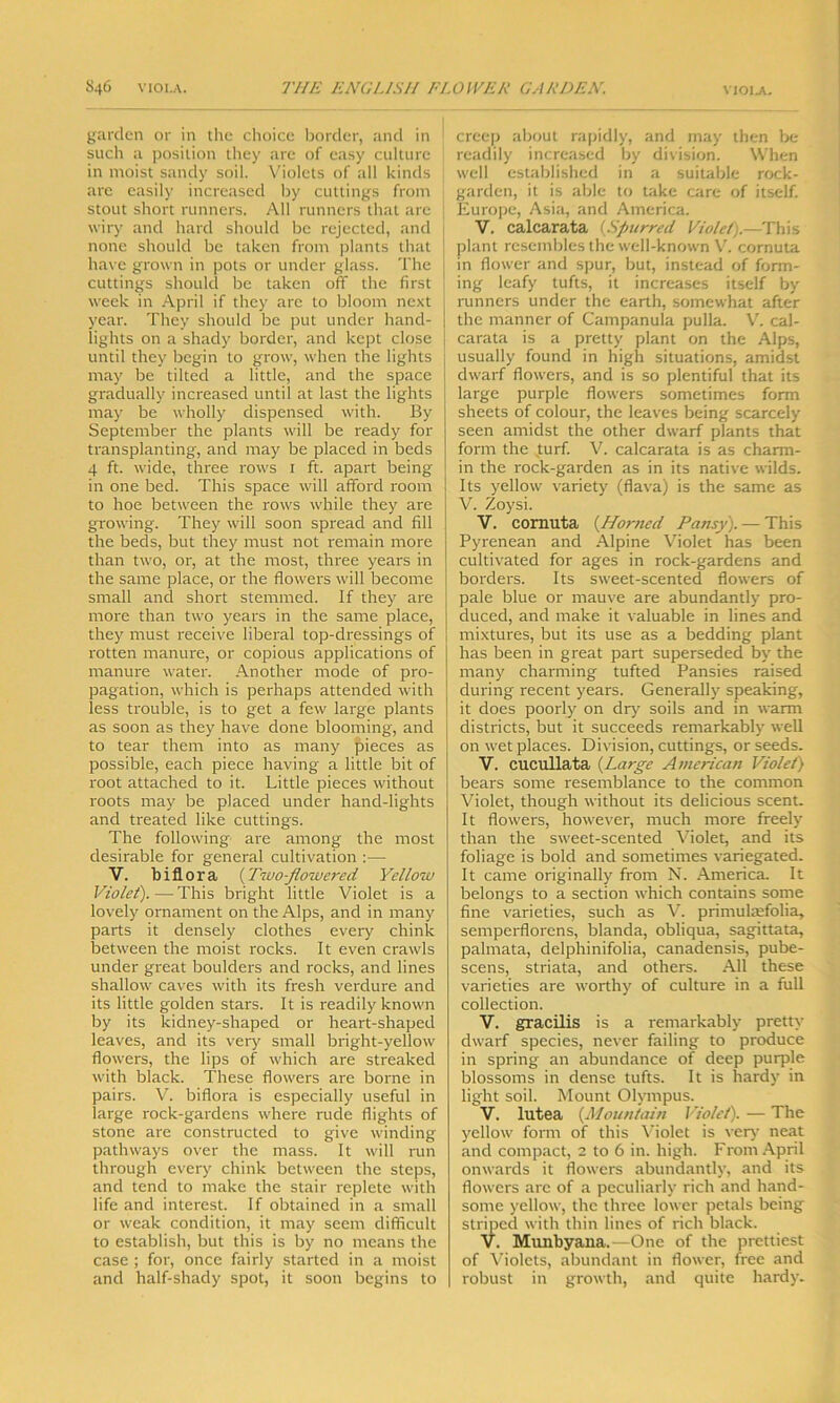 garden or in the choice border, and in such a position they are of easy culture in moist sandy soil. Violets of all kinds are easily increased by cuttings from stout short runners. All runners that are wiry and hard should be rejected, and none should be taken from plants that have grown in pots or under glass. The cuttings should be taken off the first week in April if they are to bloom next year. They should be put under hand- lights on a shady border, and kept close until they begin to grow, when the lights may be tilted a little, and the space gradually increased until at last the lights may be wholly dispensed with. By September the plants will be ready for transplanting, and may be placed in beds 4 ft. wide, three rows 1 ft. apart being in one bed. This space will afford room to hoe between the rows while they are growing. They will soon spread and fill the beds, but they must not remain more than two, or, at the most, three years in the same place, or the flowers will become small and short stemmed. If they are more than two years in the same place, they must receive liberal top-dressings of rotten manure, or copious applications of manure water. Another mode of pro- pagation, which is perhaps attended with less trouble, is to get a few large plants as soon as they have done blooming, and to tear them into as many pieces as possible, each piece having a little bit of root attached to it. Little pieces without roots may be placed under hand-lights and treated like cuttings. The following are among the most desirable for general cultivation :— V. biflora (Two-flowered Yellow Violet).—-This bright little Violet is a lovely ornament on the Alps, and in many parts it densely clothes every chink between the moist rocks. It even crawls under great boulders and rocks, and lines shallow caves with its fresh verdure and its little golden stars. It is readily known by its kidney-shaped or heart-shaped leaves, and its very small bright-yellow flowers, the lips of which are streaked with black. These flowers are borne in pairs. V. biflora is especially useful in large rock-gardens where rude flights of stone are constructed to give winding pathways over the mass. It will run through every chink between the steps, and tend to make the stair replete with life and interest. If obtained in a small or weak condition, it may seem difficult to establish, but this is by no means the case ; for, once fairly started in a moist and half-shady spot, it soon begins to creep about rapidly, and may then be readily increased by division. When well established in a suitable rock- garden, it is able to take care of itself. Europe, Asia, and America. V. calcarata (Spurred Violet).—This plant resembles the well-known V. cornuta in flower and spur, but, instead of form- ing leafy tufts, it increases itself by runners under the earth, somewhat after the manner of Campanula pulla. V. cal- carata is a pretty plant on the Alps, usually found in high situations, amidst dwarf flowers, and is so plentiful that its large purple flowers sometimes form sheets of colour, the leaves being scarcely seen amidst the other dwarf plants that form the turf. V. calcarata is as charm- in the rock-garden as in its native wilds. Its yellow variety (flava) is the same as V. Zoysi. V. cornuta (.Horned Pansy). — This Pyrenean and Alpine Violet has been cultivated for ages in rock-gardens and borders. Its sweet-scented flowers of pale blue or mauve are abundantly pro- duced, and make it valuable in lines and mixtures, but its use as a bedding plant has been in great part superseded by the many charming tufted Pansies raised during recent years. Generally speaking, it does poorly on dry soils and in warm districts, but it succeeds remarkably well on wet places. Division, cuttings, or seeds. V. cucullata (Large American Violet) bears some resemblance to the common Violet, though without its delicious scent. It flowers, however, much more freely than the sweet-scented Violet, and its foliage is bold and sometimes variegated. It came originally from N. America. It belongs to a section which contains some fine varieties, such as V. primulaefolia, semperflorens, blanda, obliqua, sagittata, palmata, delphinifolia, canadensis, pube- scens, striata, and others. All these varieties are worthy of culture in a full collection. V. gracilis is a remarkably pretty dwarf species, never failing to produce in spring an abundance of deep purple blossoms in dense tufts. It is hardy in light soil. Mount Olympus. V. lutea (Mountain Violet). — The yellow form of this Violet is very neat and compact, 2 to 6 in. high. From April onwards it flowers abundantly, and its flowers are of a peculiarly rich and hand- some yellow, the three lower petals being striped with thin lines of rich black. V. Munbyana.—One of the prettiest of Violets, abundant in flower, free and robust in growth, and quite hardy-