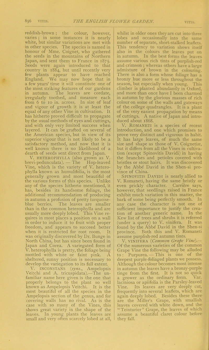 reddish-brown; the colour, however, varies; in some instances it is nearly white, but similar variations are met with in other species. The species is named in honour of Mme. Coignet, who gathered the seeds in the mountains of Northern Japan, and sent them to France in 1875. Seeds were again introduced to that country in 1884, but until recently very few plants appear to have reached England. We may now hope that in a few years’ time it will constitute one of the most striking features of our gardens in autumn. The leaves are cordate, irregularly toothed, and measure each from 6 to 10 in. across. In size of leaf and vigour of growth it is at least the ecjual of any other Vine in cultivation. It has hitherto proved difficult to propagate by the usual methods of eyes and cuttings, and with only very limited success when layered. It can be grafted on several of the American species, but in view of its superior vigour that is not likely to be a satisfactory method, and now that it is well known there is no likelihood of a dearth of seeds sent direct from Japan. V. heterophylla (also grown as V. brevi-pedunculata). — The Hop-leaved Vine, which is the variety of V. hetero- phylla known as humulifolia, is the most generally grown and most beautiful of the various forms of this species. Unlike any of the species hitherto mentioned, it has, besides its handsome foliage, the additional recommendation of producing in autumn a profusion of pretty turquoise- blue berries. The leaves are smaller than in the common heterophylla and are usually more deeply lobecl. This Vine re- quires in most places a position on a wall in order to induce it to fruit with proper freedom, and appears to succeed better when it is restricted for root room. It was originally discovered by Dr. Bunge in North China, but has since been found in Japan and Corea. A variegated form of V. heterophylla is pretty, the foliage being mottled with white or faint pink. A sheltered, sunny position is necessary to develop the variegation to its full extent. V. INCONSTANS (syns., Ampelopsis Veitchi and A. tricuspidata).—The un- familiar name here given is the one that properly belongs to the plant so well known as Ampelopsis Veitchi. It is the most beautiful of all the species in the Ampelopsis section of the genus, and for covering walls has no rival. As is the case with so many of the Vines, this shows great variety in the shape of the leaves. In young plants the leaves are small and very often scarcely lobed at all, whilst in older ones they are cut into three lobes and occasionally into the same number of separate, short-stalked leaflets. This tendency to variation shows itself also in the colours the leaves put on in autumn. In the best forms the leaves assume various rich tints of purplish-red and crimson ; whereas others have a large admixture of brown in the colouring. There is also a form whose foliage has a bronzy hue more or less throughout the season, but especially when young. This climber is planted abundantly in Oxford, and more than once have I been charmed in autumn by the glorious masses of rich colour on some of the walls and gateways of the college quadrangles. It is a plant of the very easiest propagation by means of cuttings. A native of Japan and intro- duced about 1868. V. Romaneti is a species of recent introduction, and one which promises to prove very distinct and vigorous in habit. It has large leaves, of much the same size and shape as those of V. Coignetiae, but it differs from all the Vines in cultiva- tion (except Spinovitis Davidi) in having the branches and petioles covered with bristles or stout hairs. It was discovered by the Abbe David in the Shen-si pro- vince of China. Spinovitis Davidi is nearly allied to V. Romaneti, having the same bristly or even prickly character. Carriere says, however, that seedlings raised in France exhibit much variation in this matter, the bark of some being perfectly smooth. In any case the character is not one of sufficient importance to justify the crea- tion of another generic name. In the Kew list of trees and shrubs it is referred (under a query) to V. vinifera. It was found by the Abbe David in the Shen-si province. Both this and V. Romaneti assume purplish-red autumn tints. V. vinifera {Common Grape Vine).— Of the numerous varieties of the common Grape Vine the following may be alluded to: Purpurea. — This is one of the deepest purple-foliaged plants we possess. Although the colour becomes most intense in autumn the leaves have a bronzy-purple tinge from the first. It is not so quick a grower as the ordinary form. Var. laciniosa or apiifolia is the Parsley-leaved Vine. Its leaves are very deeply cut, frequently into several leaflets, which are again deeply lobed. Besides these there arc the Miller’s Grape, with smallish leaves covered with white down, and the “Teinturier” Grape, the leaves of which assume a beautiful claret colour before they fall.