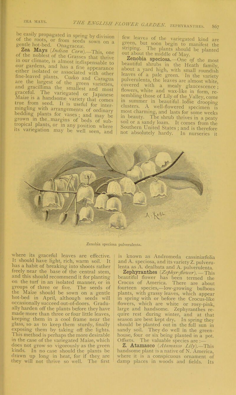 ZEA MAYS. zephyranthes. 867 be easily propagated in spring bv division of the roots or from seeds sown on a gentle hot-bed. Onagrace® Zea Mays (Indian Com).—This, one of the noblest of the Grasses that thrive in 0111 climate, is almost indispensable to our gardens, and has a fine appearance either isolated or associated with other fine-leaved plants Cuzko and Caragua are the largest of the green varieties, and gracillima the smallest and most graceful. The variegated or Japanese Maize is a handsome variety that comes true from seed. It is useful for inter- mingling with arrangements of ordinary bedding plants for vases ; and may be grown in the_ margins of beds of sub- tiopical plants, or in any position where its variegation may be well seen, and few leaves of the variegated kind are gieen, but soon begin to manifest the striping. The plants should be planted out about the middle of May. Zenobia speciosa.—One of the most beautiful shrubs in the Heath family about a yard high, with small roundish leaves of a pale green. In the variety pulverulenta, the leaves are almost white, covered with a mealy glaucescence; flowers, white and wax-like in form, re- sembling those of Lily of the Valley, come m summer in beautiful lo6sc drooping' clusters. A well-flowered specimen is post charming, and lasts for some weeks in beauty. The shrub thrives in a peaty soil or a sandy loam. It comes from the Southern United States ; and is therefore not absolutely hardy. In nurseries it Zenobia speciosa pulverulenta. where its graceful leaves are effective. It should have light, rich, warm soil. It has a habit of breaking into shoots rather freely near the base of the central stem, and this should recommend it for planting on the turf in an isolated manner, or in groups of three or five. The seeds of the Maize should be sown on a gentle hot-bed in April, although seeds will occasionally succeed out-of-doors. Gradu- ally harden off the plants before they have made more than three or four little leaves, keeping them in a cool frame near the glass, so as to keep them sturdy, finally exposing them by taking off the lights. I his method is perhaps the more desirable in the case of the variegated Maize, which does not grow so vigorously as the green kinds. In no case should the plants be drawn up long in heat, for if they, are they will not thrive so well. The first is known as Andromeda cassiniaefolia and A. speciosa, and its variety Z. pulveru- lenta as A. dealbata and A. pulverulenta. Zephyranthes (Zephyr-flower). — This beautiful flower has been termed the Crocus of America. There are about fourteen species,—low-growing bulbous plants, with grassy leaves, which appear in spring with or before the Crocus-like flowers, which are white or rosy-pink, large and handsome. Zephyranthes re- quire rest during winter, and at that season are best kept dry. In spring they should be planted out in the full sun in sandy soil. They do well in the green- house, four or six being planted in a pot. Offsets. The valuable species are :— Z. Atamasco (Atamasco Lily).—This handsome plant is a native of N. America, where it is a conspicuous ornament of damp places in woods and fields. Its