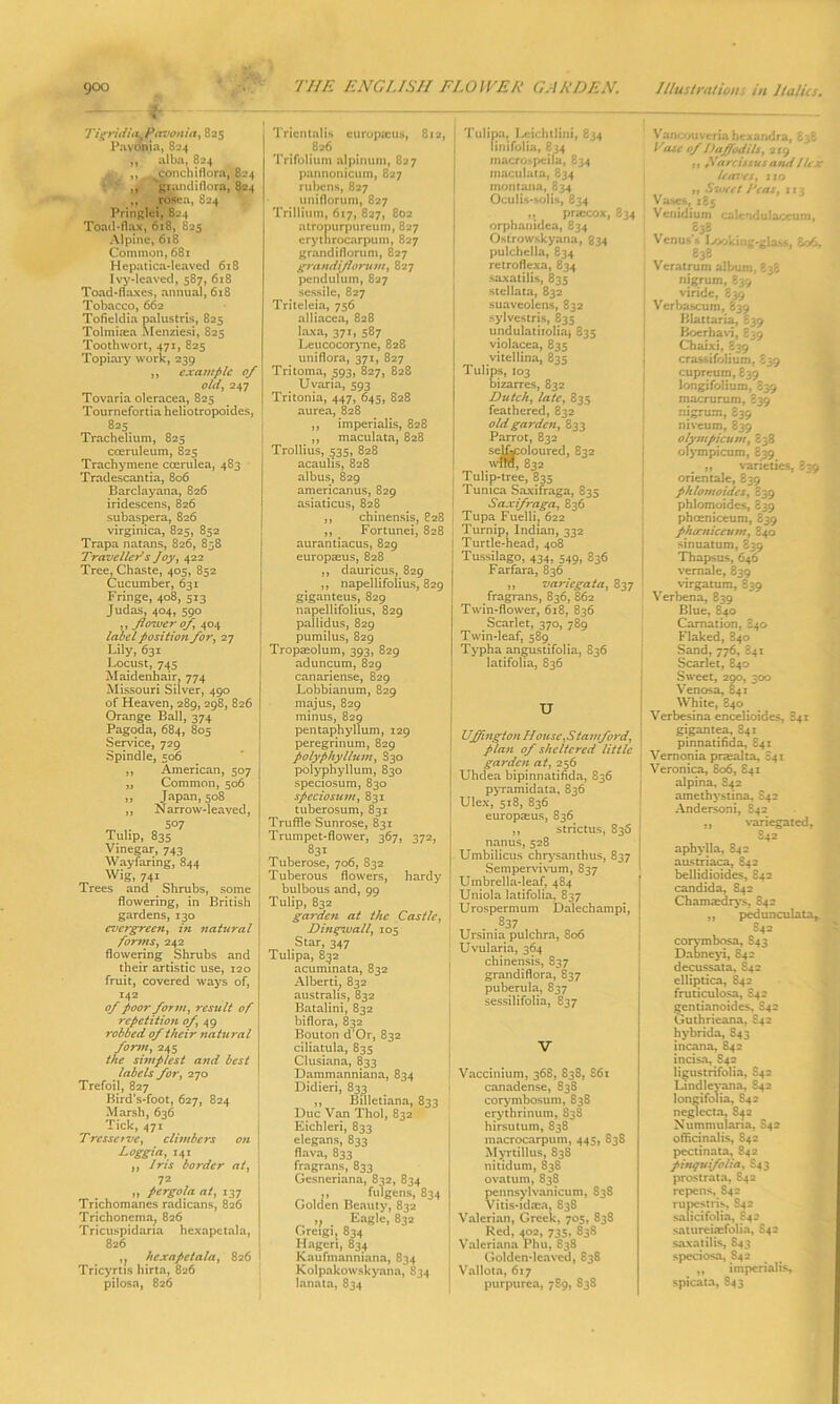 TigridtiiyPdvonia, 825 Payonia, 824 ,, alba, 824 . ,, ^conchiflora, 824 ,, 'grandiflora, 824 Pringlei, 824 Toad-flax, 618, 825 Alpine, 618 Common, 681 Hepatica-leaved 618 Ivy-leaved, 587, 618 Toad-flaxes, annual, 618 Tobacco, 662 Tofieldia palustris, 825 Tolmiaea Menziesi, 825 Toothwort, 471, 825 Topiary work, 239 ,, example of old, 247 Tovaria oleracea, 825 Tournefortia heliotropoides, 825. Trachelium, 825 cceruleum, 825 Trachymene ccerulea, 483 Tradescantia, 806 Barclayana, 826 iridescens, 826 subaspera, 826 virginica, 825, 852 Trapa natans, 826, 858 Traveller s Joy, 422 Tree, Chaste, 405, 852 Cucumber, 631 Fringe, 408, 513 Judas, 404, 590 ,, flower of, 404 label position for, 27 Lily, 631 Locust, 745 Maidenhair, 774 Missouri Silver, 490 of Heaven, 289, 298, 826 Orange Ball, 374 Pagoda, 684, 805 Service, 729 Spindle, 506 ,, American, 507 ,, Common, 506 ,, Japan, 508 ,, Narrow-leaved, 507 Tulip, 835 Vinegar, 743 Wayfaring, 844 Wig, 741 Trees and Shrubs, some flowering, in British gardens, 130 evergreen, in natural forms, 242 flowering Shrubs and their artistic use, 120 fruit, covered ways of, 142 of poor form, result of repetition of, 49 robbed of their natural form, 245 the simplest and best labels for, 270 Trefoil, 827 Bird’s-foot, 627, 824 Marsh, 636 Tick, 471 T rcssove, climbers on Loggia, 141 ,, Iris border at, 72 „ pergola at, 137 Trichomanes radicans, 826 Trichoncma; 826 Tricuspidaria hcxapctala, 826 ,j hcxapctala, 826 Tricyrtis hirta, 826 pilosa, 826 Trientalis europfeus, 812, 826 Trifolium alpinum, 827 pannonicum, 827 rubens, 827 uniflorum, 827 Trillium, 617, 827, 802 atropurpureum, 827 erythrocarpuin, 827 grandiflorum, 827 grandiflorum, 827 pendulum, 827 sessile, 827 Triteleia, 756 alliacea, 828 laxa, 371, 587 Leucocoryne, 828 uniflora, 371, 827 Tritoma, 593, 827, 828 Uvaria, 593 Tritonia, 447, 645, 828 aurea, 828 ,, imperialis, 828 ,, maculata, 828 Trollius, 535, 828 acaulis, 828 albus, 829 americanus, 829 asiaticus, 828 ,, chinensis, 828 ,, _ Fortunei, 828 aurantiacus, 829 europaeus, 828 ,, dauricus, 829 ,, napellifolius, 829 giganteus, 829 napellifolius, 829 pallidus, 829 pumilus, 829 Tropaeolum, 393, 829 aduncum, 829 canariense, 829 Lobbianum, 829 majus, 829 minus, 829 pentaphyllum, 129 peregrinum, 829 polyphyllum, S30 polyphyllum, 830 speciosum, 830 speciosum, 831 tuberosum, 831 Truffle Sunrose, 831 Trumpet-flower, 367, 372, 831 Tuberose, 706, 832 Tuberous flowers, hardy bulbous and, 99 Tulip, 832 garden at the Castle, Dingwall, 105 Star, 347 Tulipa, 832 acuminata, 832 Alberti, 832 australis, 832 Batalini, 832 biflora, 832 Bouton d’Or, 832 ciliatula, 835 Clusiana, 833 Dammanniana, 834 Didieri, 833 ,, Billetiana, 833 Due Van Thol, 832 Eichleri, 833 elegans, 833 flava, 833 fragrans, 833 Gesneriana, 832, 834 ,, fulgens, 834 Golden Beauty, 832 ,, . Eagle, 832 Greigi, 834 Hagcri, 834 Kaufmanniana, 834 Kolpakowskyana, 834 lanata, 834 I Tulipa, Leichtlint, 834 linifolia, 834 macrospeila, 834 maculata, 834 montana, 834 Oculis-solis, 834 ,, pra:cox, 834 orphanidea, 834 Ostrowskyana, 334 pulchella, 834 retroflexa, 834 saxatilis, 835 stellata, 832 suaveolens, 832 sylvestris, 835 undulatiiolia) 835 violacea, 835 vitellina, 835 Tulips, 103 bizarres, 832 Dutch, late, 835 feathered, 832 old garden, 833 Parrot, 832 selLcoloured, 832 wfra, 832 Tulip-tree, 835 Tunica Saxifraga, 835 Saxifraga, 836 Tupa Fuelli, 622 Turnip, Indian, 332 1 Turtle-head, 408 Tussilago, 434, 549, 836 Farfara, 836 „ variegata, 837 fragrans, 836, S62 Twin-flower, 618, 836 Scarlet, 370, 789 Twin-leaf, 589 Typha angustifolia, 836 latifolia, 836 U UJJington House,Stamford, plan of sheltered little garden at, 256 Uhdea bipinnatifida, 836 pyramidata, 836 j Ulex, 518, 836 europaeus, 836 ,, strictus, 836 nanus, 528 j Umbilicus chrysanthus, 837 Sempervivum, 837 Umbrella-leaf, 484 Uniola latifolia, 837 Urospermum Dalechampi, ' 837 Ursima pulchra, 806 Uvularia, 364 I chinensis, 837 grandiflora, 837 puberula, 837 sessilifolia, 837 V Vaccinium, 368, 838, S61 canadense, 838 corymbosum, 838 erythrinum, S38 hirsutum, 838 macrocarpum, 445, 838 Myrtillus, 838 nitidum, 838 ova turn, 838 pennsylvanicum, 838 Vitis-idaca. 838 Valerian, Greek, 705. 838 Red, 402, 735, 838 Valeriana Phu, 838 Golden-leaved, 838 Vallota, 617 purpurea, 789, 838 Vancouveria hexandra, 838 Vase of Daffodils, 219 ,, Rarcissus and Ilex leaves, no „ Sweet Peas, n 3 Vases, 185 Venidium calendulaceum, 838 Venus's I^ooking-gkus, £06, 838 Veratrum album. 838 nigrum, 839 viride, 839 Verbascum, 839 Blattaria, 839 Boerhavi, 839 Chaixi, 839 crassifolium. 839 cupreum, 839 longifolium, 839 macrurum, 839 nigrum, 839 niveum, 839 ohmpicum, 838 olympicum, 839 „ varieties, 839 orientale, 839 phlomoides, S39 phlomoides, 839 phceniceum, £39 phcrniccum, 840 sinuatum, 839 Thapsus, 646 vemale, 839 virgatum, B39 Verbena, 839 Blue, 840 Carnation, 840 Flaked, 840 Sand, 776, 841 Scarlet, 840 Sweet, 290, 300 Venosa, 841 White, 840 Verbesina encelioides, 841 gigantea, 841 pinnatifida, 841 Vernonia prasalta, S41 Veronica, 806, 841 alpina. 842 amethystina. 842 Andersoni, 842 ,, variegated, S42 aphylla, 842 austriaca, 842 bellidioides, 842 Candida, 842 Chamaedrys, 842 ,, pedunculata, 842 coiymbosa, 843 Dabneyi, 842 decussata, S42 elliptica, 842 fruticulosa, S42 gentianoides, S42 Guthrieana, 842 hybrida, S43 incana, 842 incisa, 842 ligustrifolia, S42 Lmdleyana, S42 longifolia, 842 neglccta, 842 Nummularia, S42 officinalis, 842 pectinata, 842 pinqvifolia, 843 prostrata, S42 repens, 842 rupestris, S42 salieifolia, 842 satureiaefolia, S42 saxatilis, 843 speciosa, 842 „ imperialis, ; spicata, 843