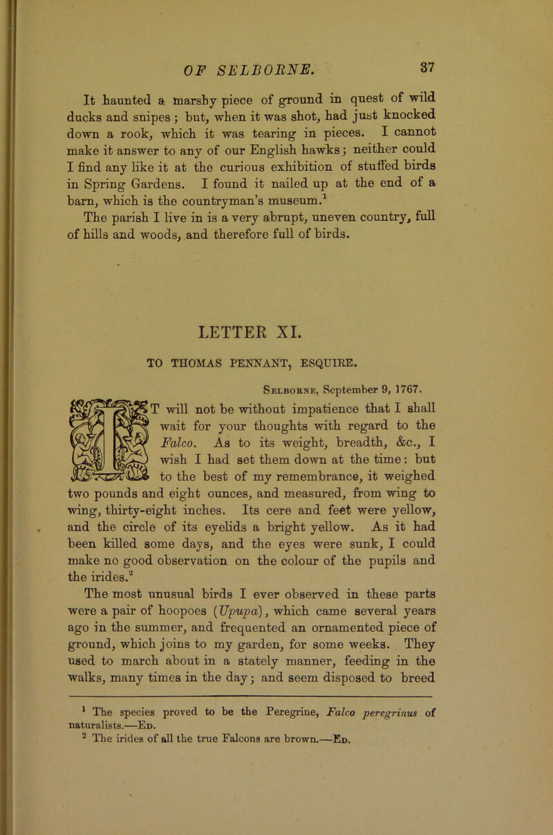 It haunted a marshy piece of ground in quest of wild ducks and snipes ; but, when it was shot, had just knocked down a rook, which it was tearing in pieces. I cannot make it answer to any of our English hawks; neither could I find any like it at the curious exhibition of stuffed birds in Spring Gardens. I found it nailed up at the end of a barn, which is the countryman’s museum.^ The parish I live in is a very abrupt, uneven country, full of hills and woods, and therefore full of birds. LETTER XL TO THOMAS PENNANT, ESQUIRE. Selborne, September 9, 1767. T will not be without impatience that I shall wait for your thoughts with regard to the Palco. As to its weight, breadth, &c., I wish I had set them down at the time: but to the best of my remembrance, it weighed two pounds and eight ounces, and measured, from wing to wing, thirty-eight inches. Its cere and feet were yellow, and the circle of its eyelids a bright yellow. As it had been killed some days, and the eyes were sunk, I could make no good observation on the colour of the pupils and the irides.^ The most unusual birds I ever observed in these parts were a pair of hoopoes (Upupa), which came several years ago in the summer, and frequented an ornamented piece of ground, which joins to my garden, for some weeks. They used to march about in a stately manner, feeding in the walks, many times in the day; and seem disposed to breed ‘ The species proved to be the Pereginne, Falco peregrinus of naturalists.—^Ed. * The irides of all the true Falcons are brown.—^En.