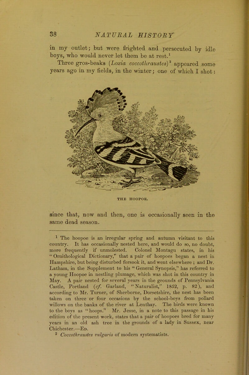 in my outlet; but were frighted and persecuted by idle boys, who wovild never let them be at rest/ Three gros-beaks [Loxia coccotliraustesY appeared some years ago in my fields, in the winter; one of which I shot: THE HOOPOE. since that, now and then, one is occasionally seen in the same dead season. ^ The hoopoe is an irregular spring and autumn visitant to this country. It has occasionally nested here, and would do so, no doubt, more frequently if unmolested. Colonel Montagu states, in his “ Ornithological Dictionary, that a pafr of hoopoes began a nest in Hampshire, but being disturbed forsook it, and went elsewhere ; and Dr. Latham, in the Supplement to his “ General Synopsis,’’ has referred to a young Hoopoe in nestling plumage, which was shot in this country in May. A pair nested for several years in the grounds of Pennsylvania Castle, Portland {cf. Garland, “Naturalist,” 1852, p. 82), and according to Mr. Turner, of Sherborne, Dorsetshfre, the nest has been taken on three or four occasions by the school-boys from pollard willows on the banks of the river at Lenthay. The birds were known to the boys as “hoops.” Mi\ Jesse, in a note to this passage in his edition of the present work, states that a pair of hoopoes bred for many years in an old ash tree in the grounds of a lady in Sussex, near Chichester.—En. ^ Coccothraustes vulgaris of modem systematists. I