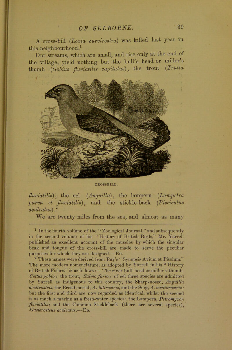 A cross-bill [Loxia eurvirostra) was killed last year in this neighbourhood.^ Our streams, which are small, and rise only at the end of the village, yield nothing but the bulbs head or miller s thumb {Gohius fluviatilis cajoitatus), the trout (Trutta CROSSBILL. fluviatiUs), the eel {Anguilla), the lampem {Lampetra parva et fluviatiUs), and the stickle-back {Pisciculus aculeatus) .■* * We are twenty miles from the sea, and almost as many ^ In the fourth volume of the “ Zoological Journal,” and subsequently in the second volume of his “ History of British Birds,” Mr. Yan-ell published an excellent account of the muscles by which the singular beak and tongue of the cross-bill are made to serve the peculiar purposes for which they are designed.—Ed. * These names were derived from Ray’s “ Synopsis Avium et Piscium.” The more modern nomenclature, as adopted by YarreU in his “ History of British Fishes,” is as follows :—The river bull-head or miller’s-thumb. Coitus gobio; the trout, Salmo fario; of eel three species are admitted by YarreU as indigenous to this country, the Sharp-nosed, Anguilla acuHrostris, the Broad-nosed, A. latirostris, and the Snig,yl. mediorostris; hut the first and third are now regarded as identical, whilst the second is as much a marine as a fresh-water species; the Lampern, Petromyzon fluviatiUs; and the Common Stickleback (there are several species), •Gasterosteus aculeatus.—Ed.