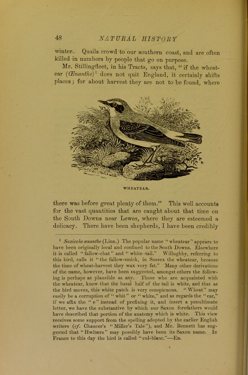 ■winter. Quails crowd to our southern coast, and are often killed in numbers by people that go on purpose. Mr. Stillingfleet, in his Tracts, says that, “ if the wheat- ear ((Enanthe)^ does not quit England, it certainly shifts places; for about harvest they are not to be found, where WHEATEAR. there was before great plenty of them.” This well accounts for the vast quantities that are caught about that time on the South Downs near Lewes, where they are esteemed a delicacy. There have been shepherds, I have been credibly * Saxicolaananthe (\Aoii-') The popular name “wheatear” appears to have been originally local and confined to the South Downs. Elsewhere it is called “ fallow-chat ” and “ white -tail.” Willughby, referring to this bird, calls it “ the fallow-smick, in Sussex the wheatear, because the time of wheat-harvest they wax very fat.” Many other derivations of the name, however, have been suggested, amongst others the follow- ing is perhaps as plausible as any. Those who are acquainted with the wheatear, knpw that the basal half of the tail is white, and that as the bird moves, this white patch is very conspicuous. “Wheat” may easily be a corruption of “ whit” or “ white, and as regards the “ear,” if we affix the “ e ” instead of prefixing it, and insert a penultimate letter, we have the substantive by which our Saxon forefathers would have described that portion of the anatomy which is white. This view receives some support from the spelling adopted by the earlier English writers (cf- Chaucer’s “Miller’s Tale”), and Mr. Bennett has sug- gested that “ Hwitaers ” may possibly have been its Saxon name. In France to this day the bird is called “ cul-blanc.”—Ed.