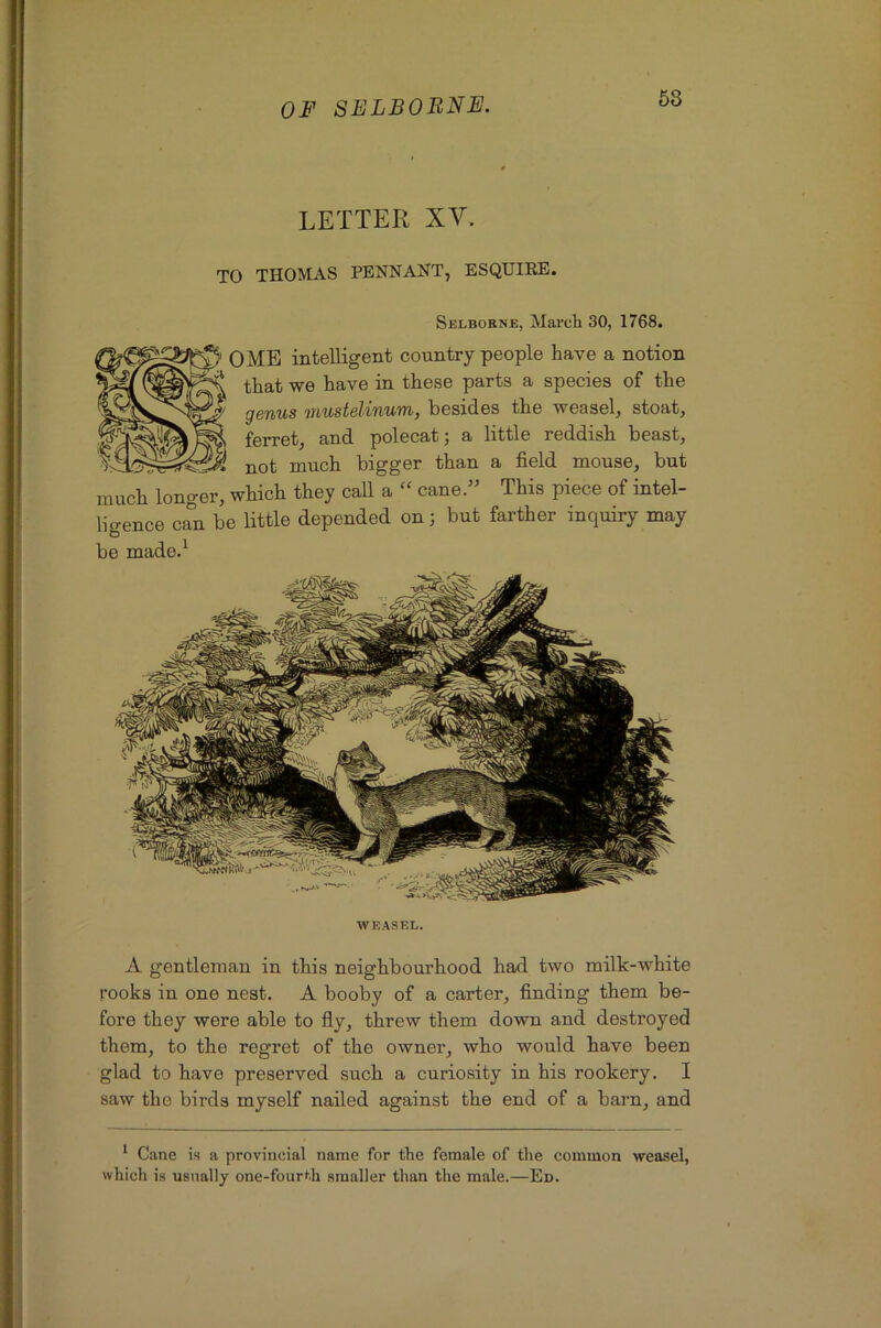 58 LETTER XV. TO THOMAS PENNANT, ESQUIRE. Selbokne, March 30, 1768. 0 MB intelligent country people have a notion that we have in these parts a species of the genus mustelinum, besides the weasel, stoat, ferret, and polecat; a little reddish beast, not much bigger than a field mouse, but much longer, which they call a “ cane.^’ This piece of intel- lio-ence c^n be little depended on; but farther inquiry may be made.^ WEASEL. A gentleman in this neighbourhood had two milk-white rooks in one nest. A booby of a carter, finding them be- fore they were able to fly, threw them down and destroyed them, to the regret of the owner, who would have been glad to have preserved such a curiosity in his rookery. I saw the birds myself nailed against the end of a barn, and * Cane is a provincial name for the female of the common weasel, which is usually one-fourth smaller than the male.—Ed.