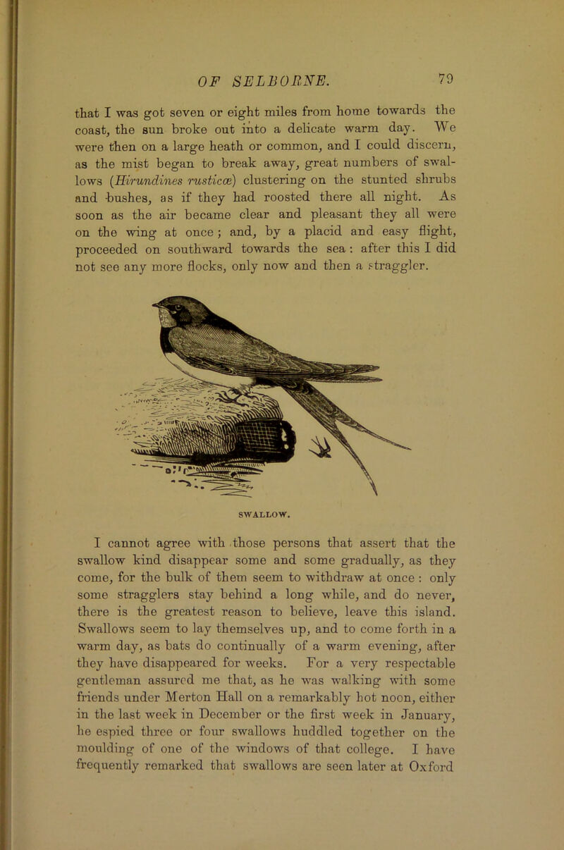 that I was got seven or eight miles from home towards the coast, the sun broke out into a delicate warm day. We were then on a large heath or common, and I could discern, as the mist began to break away, great numbers of swal- lows (Hirundines rusticce) clustering on the stunted shrubs and -bushes, as if they had roosted there all night. As soon as the air became clear and pleasant they all were on the wing at once; and, by a placid and easy flight, proceeded on southward towards the sea; after this I did not see any more flocks, only now and then a straggler. SWALLOW. I cannot agree with those persons that assert that the swallow kind disappear some and some gradually, as they come, for the bulk of them seem to withdraw at once ; only some stragglers stay behind a long while, and do never, there is the greatest reason to believe, leave this island. Swallows seem to lay themselves up, and to come forth in a warm day, as bats do continually of a warm evening, after they have disappeared for weeks. For a very respectable gentleman assured me that, as he was walking with some friends under Merton Hall on a remarkably hot noon, either in the last week in December or the first week in January, he espied three or four swallows huddled together on the moulding of one of the windows of that college. I have frequently remarked that swallows are seen later at Oxford