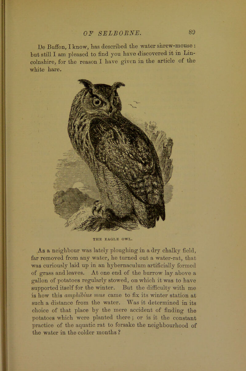 De Buffon, I know, has described the water shrew-mouse : but still I am pleased to find you have discovered it in Lin- colnshire, for the reason I have given in the article of the white hare. THE EAGLE OWL. As a neighbour was lately ploughing in a dry chalky field, far removed from any water, he turned out a water-rat, that was curiously laid up in an hybernaculum artificially formed of grass and leaves. At one end of the burrow lay above a gallon of potatoes regularly stowed, on which it was to have supported itself for the winter. But the difficulty with me is how this amphihius mus came to fix its winter station at such a distance from the water. Was it determined in its choice of that place by the mere accident of finding the potatoes which were planted there; or is it the constant practice of the aquatic rat to forsake the neighbourhood of the water in the colder months ?