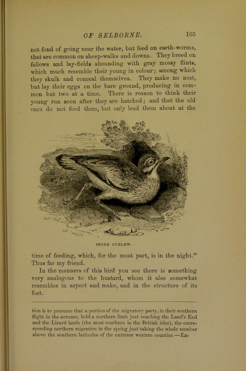 not fond of going near the water, but feed on earth-worms, that are common on sheep-walks and downs. They breed on fallows and lay-fields abounding with gray mossy flints, which much resemble their young in colour; among which they skulk and conceal themselves. They make no nest, but lay their eggs on the bare ground, producing in com- mon but two at a time. There is reason to think their young run soon after they are hatched; and that the old ones do not feed them, but only lead them about at the STONE CURLEW. time of feeding, which, for the most part, is in the night.” Thus far my friend. In the manners of this bird you see there is something very analogous to the bustard, whom it also somewhat resembles in aspect and make, and in the structure of its feet. tion is to presume that a portion of the migratory party, in their southern flight in the autumn, hold a northern limit just reaching the Land’s End and the Lizard lands (the most southern in the British isles), the corre- sponding northern migration in the spring just taking the whole number above the southern latitudes of the extreme western counties —Ed.