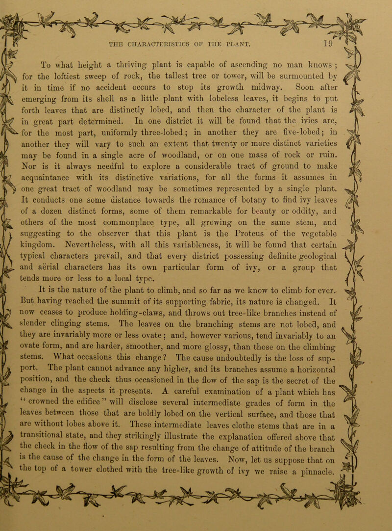 To what height a thriving plant is capable of ascending no man knows ; for the loftiest sweep of rock, the tallest tree or tower, will be surmounted by it in time if no accident occurs to stop its growth midway. Soon after emerging from its shell as a little plant with lobeless leaves, it begins to put forth leaves that are distinctly lobed, and then the character of the plant is in great part determined. In one district it will be found that the ivies are, for the most part, uniformly three-lobed; in another they are five-lobed; in another they will vary to such an extent that twenty or more distinct varieties may be found in a single acre of woodland, or on one mass of rock or ruin. Nor is it always needful to explore a considerable tract of ground to make acquaintance with its distinctive variations, for all the forms it assumes in one great tract of woodland may be sometimes represented by a single plant. It conducts one some distance towards the romance of botany to find ivy leaves of a dozen distinct forms, some of them remarkable for beauty or oddity, and others of the most commonplace type, all growing on the same stem, and suggesting to the observer that this plant is the Proteus of the vegetable kingdom. Nevertheless, with all this variableness, it will be found that certain typical characters prevail, and that every district possessing definite geological and aerial characters has its own particular form of ivy, or a group that tends more or less to a local type. It is the nature of the plant to climb, and so far as we know to climb for ever. But having reached the summit of its supporting fabric, its nature is changed. It now ceases to produce holding-claws, and throws out tree-like branches instead of slender clinging stems. The leaves on the branching stems are not lobed, and they are invariably more or less ovate; and, however various, tend invariably to an ovate form, and are harder, smoother, and more glossy, than those on the climbing stems. What occasions this change ? The cause undoubtedly is the loss of sup- port. The plant cannot advance any higher, and its branches assume a horizontal position, and the check thus occasioned in the flow of the sap is the secret of the change in the aspects it presents. A careful examination of a plant which has crowned the edifice ” will disclose several intermediate grades of form in the leaves between those that are boldly lobed on the vertical surface, and those that are without lobes above it. These intermediate leaves clothe stems that are in a transitional state, and they strikingly illustrate the explanation offered above that the check in the flow of the sap resulting from the change of attitude of the branch is the cause of the change in the form of the leaves. Now, let us suppose that on the top of a tower clothed with the tree-like growth of ivy we raise a pinnacle.