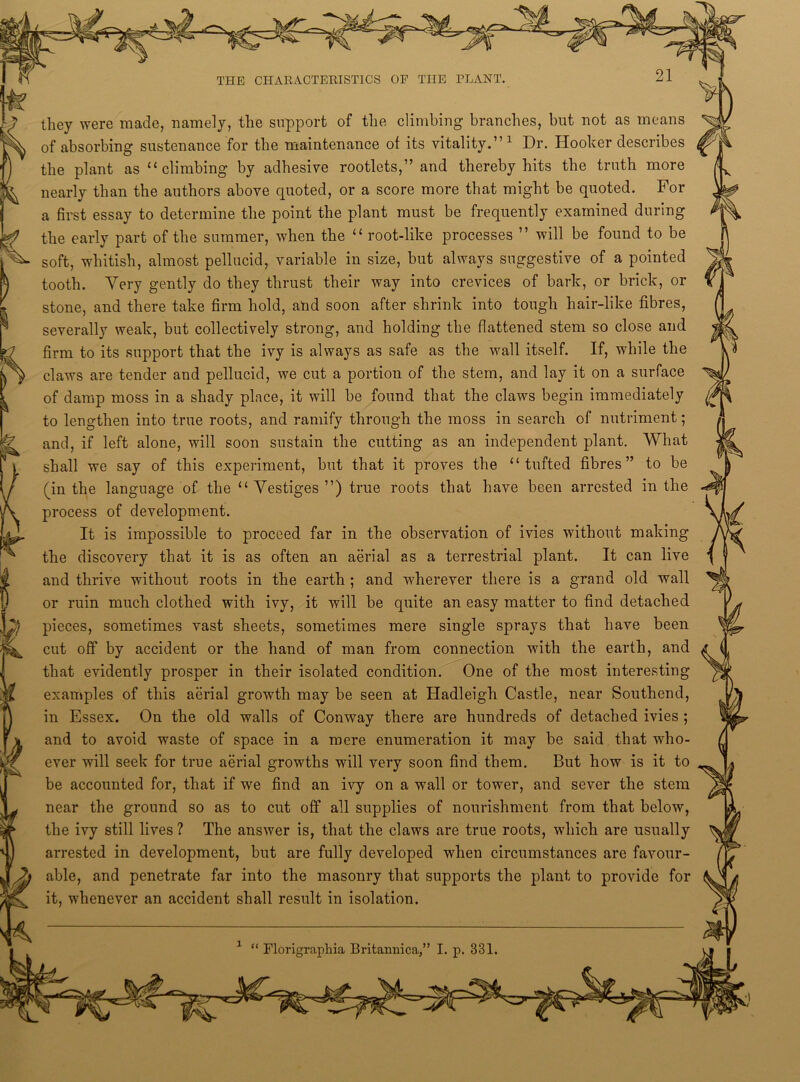 they were made, namely, the support of the climbing branches, but not as means of absorbing sustenance for the maintenance of its vitality.” 1 Dr. Hooker describes the plant as “climbing by adhesive rootlets,” and thereby hits the truth more nearly than the authors above quoted, or a score more that might be quoted. For a first essay to determine the point the plant must be frequently examined during the early part of the summer, when the “ root-like processes ” will be found to be soft, whitish, almost pellucid, variable in size, but always suggestive of a pointed tooth. Very gently do they thrust their way into crevices of bark, or brick, or stone, and there take firm hold, and soon after shrink into tough hair-like fibres, severally weak, but collectively strong, and holding the flattened stem so close and firm to its support that the ivy is always as safe as the wall itself. If, while the claws are tender and pellucid, we cut a portion of the stem, and lay it on a surface of damp moss in a shady place, it will be found that the claws begin immediately to lengthen into true roots, and ramify through the moss in search of nutriment; and, if left alone, will soon sustain the cutting as an independent plant. What shall we say of this experiment, but that it proves the “tufted fibres” to be (in the language of the “ Yestiges ”) true roots that have been arrested in the process of development. It is impossible to proceed far in the observation of ivies without making the discovery that it is as often an aerial as a terrestrial plant. It can live and thrive without roots in the earth ; and wherever there is a grand old wall or ruin much clothed with ivy, it will be quite an easy matter to find detached pieces, sometimes vast sheets, sometimes mere single sprays that have been cut off by accident or the hand of man from connection with the earth, and that evidently prosper in their isolated condition. One of the most interesting examples of this aerial growth may be seen at Hadleigh Castle, near Southend, in Essex. On the old walls of Conway there are hundreds of detached ivies ; and to avoid waste of space in a mere enumeration it may be said that who- ever will seek for true aerial growths will very soon find them. But how is it to be accounted for, that if we find an ivy on a wall or tower, and sever the stem near the ground so as to cut off all supplies of nourishment from that below, the ivy still lives ? The answer is, that the claws are true roots, which are usually arrested in development, but are fully developed when circumstances are favour- able, and penetrate far into the masonry that supports the plant to provide for it, whenever an accident shall result in isolation. 1 “ Florigraphia Britannica,” I. p. 331.