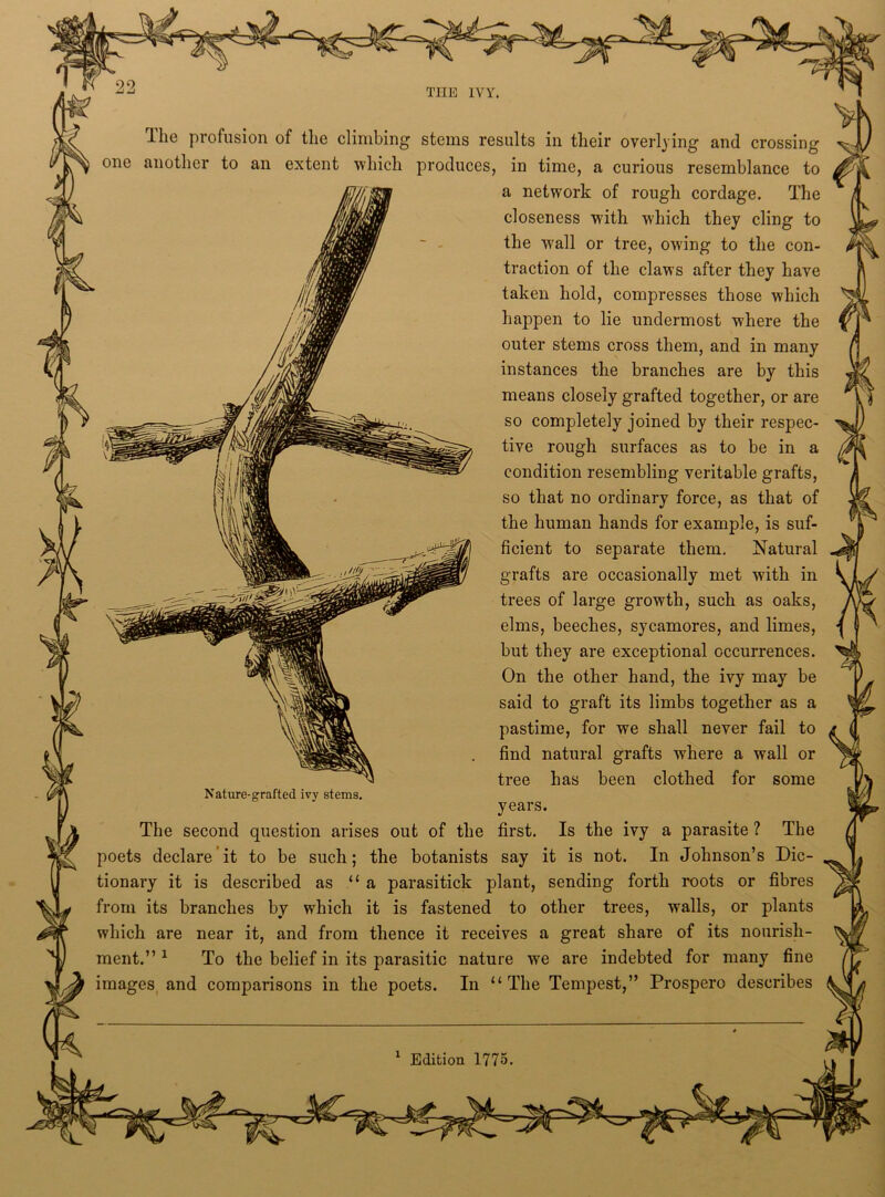 one another to an extent which produces, in time, a curious resemblance to a network of rough cordage. The closeness with which they cling to the wall or tree, owing to the con- traction of the claws after they have taken hold, compresses those which happen to lie undermost where the outer stems cross them, and in many instances the branches are by this means closely grafted together, or are so completely joined by their respec- tive rough surfaces as to be in a condition resembling veritable grafts, so that no ordinary force, as that of the human hands for example, is suf- ficient to separate them. Natural grafts are occasionally met with in trees of large growth, such as oaks, elms, beeches, sycamores, and limes, but they are exceptional occurrences. On the other hand, the ivy may be said to graft its limbs together as a pastime, for we shall never fail to find natural grafts where a wall or tree has been clothed for some Nature-grafted ivy stems. years. first. Is the ivy a parasite ? The it is not. In Johnson’s Dic- say The second question arises out of the poets declare it to be such; the botanists tionary it is described as “a parasitick plant, sending forth roots or fibres from its branches by which it is fastened to other trees, walls, or plants which are near it, and from thence it receives a great share of its nourish- ment.” 1 To the belief in its parasitic nature wre are indebted for many fine images and comparisons in the poets. In “The Tempest,” Prospero describes 1 Edition 1775.