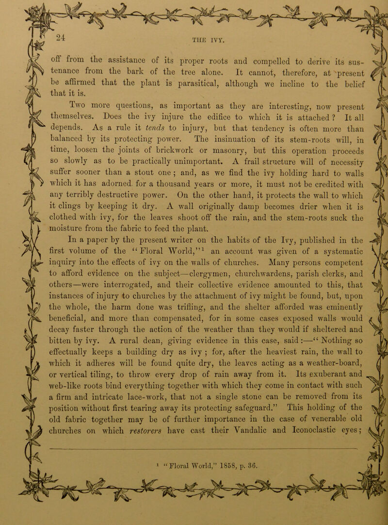 THE IVY. oil from the assistance of its proper roots and compelled to derive its sus- tenance from the bark of the tree alone. It cannot, therefore, at present be affirmed that the plant is parasitical, although we incline to the belief that it is. Two more questions, as important as they are interesting, now present themselves. Does the ivy injure the edifice to which it is attached ? It all depends. As a rule it tends to injury, but that tendency is often more than balanced by its protecting power. The insinuation of its stem-roots will, in time, loosen the joints of brickwork or masonry, but this operation proceeds so slowly as to be practically unimportant. A frail structure will of necessity suffer sooner than a stout one ; and, as we find the ivy holding hard to walls which it has adorned, for a thousand years or more, it must not be credited with any terribly destructive power. On the other hand, it protects the wall to which it clings by keeping it dry. A wall originally damp becomes drier when it is clothed with ivy, for the leaves shoot off the rain, and the stem-roots suck the moisture from the fabric to feed the plant. In a paper by the present writer on the habits of the Ivy, published in the first volume of the 11 Floral World,”1 an account was given of a systematic inquiry into the effects of ivy on the walls of churches. Many persons competent to afford evidence on the subject—clergymen, churchwardens, parish clerks, and others—were interrogated, and their collective evidence amounted to this, that instances of injury to churches by the attachment of ivy might be found, but, upon the whole, the harm done was trifling, and the shelter afforded was eminently beneficial, and more than compensated, for in some cases exposed walls would decay faster through the action of the weather than they would if sheltered and bitten by ivy. A rural dean, giving evidence in this case, said:—“ Nothing so effectually keeps a building dry as ivy ; for, after the heaviest rain, the wall to which it adheres will be found quite dry, the leaves acting as a weather-board, or vertical tiling, to throw every drop of rain away from it. Its exuberant and web-like roots bind everything together with which they come in contact with such a firm and intricate lace-work, that not a single stone can be removed from its position without first tearing away its protecting safeguard.” This holding of the old fabric together may be of further importance in the case of venerable old churches on which restorers have cast their Yandalic and Iconoclastic eyes;