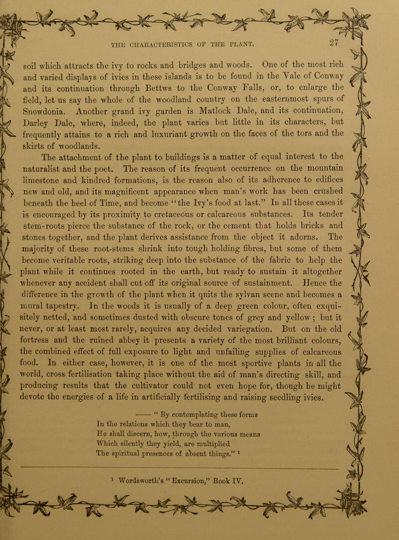 1 Wordsworth’s “ Excursion,” Booh IV, soil 'which attracts the ivy to rocks and bridges and woods. One of the most rich and its continuation through Bettws to the Conway Falls, or, to enlarge the field, let us say the whole of the woodland country on the easternmost spurs of Snowdonia. Another grand ivy garden is Matlock Dale, and its continuation, Darley Dale, where, indeed, the plant varies but little in its characters, but frequently attains to a rich and luxuriant growth on the faces of the tors and the skirts of woodlands. The attachment of the plant to buildings is a matter of equal interest to the naturalist and the poet. The reason of its frequent occurrence on the mountain limestone and kindred formations, is the reason also of its adherence to edifices new and old, and its magnificent appearance when man’s work has been crushed beneath the heel of Time, and become “the Ivy’s food at last.” In all these cases it is encouraged by its proximity to cretaceous or calcareous substances. Its tender stem-roots pierce the substance of the rock, or the cement that holds bricks and stones together, and the plant derives assistance from the object it adorns. The majority of these root-stems shrink into tough holding fibres, hut some of them become veritable roots, striking deep into the substance of the fabric to help the plant while it continues rooted in the earth, but ready to sustain it altogether whenever any accident shall cut off its original source of sustainment. Hence the difference in the growth of the plant when it quits the sylvan scene and becomes a mural tapestry. In the woods it is usually of a deep green colour, often exqui- sitely netted, and sometimes dusted with obscure tones of grey and yellow ; but it never, or at least most rarely, acquires any decided variegation. But on the old fortress and the ruined abbey it presents a variety of the most brilliant colours, the combined effect of full exposure to light and unfailing supplies of calcareous food. In either case, however, it is one of the most sportive plants in all the world, cross fertilisation taking place without the aid of man’s directing skill, and producing results that the cultivator could not even hope for, though he might devote the energies of a life in artificially fertilising and raising seedling ivies. “ By contemplating these forms In the relations which they bear to man, He shall discern, how, through the various means Which silently they yield, are multiplied The spiritual presences of absent things.” 1