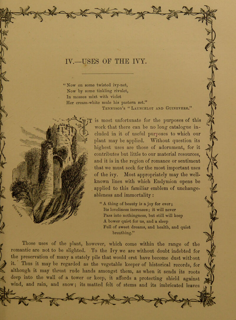 Now on some twisted ivy-net, Now by some tinkling rivulet, In mosses mixt with violet Her cream-wliite mule bis pastern set.” Tennyson’s “ Launcelot and Guinevere, »work that there can be no long catalogue m- • eluded in it of useful purposes to which our highest uses are those of adornment, for it contributes but little to our material resources, and it is in the region of romance or sentiment that we must seek for the most important uses of the ivy. Most appropriately may the well- known lines with which Endymion opens be applied to this familiar emblem of unchange- Its loveliness increases; it will never Pass into nothingness, but still will keep Full of sweet dreams, and health, and quiet breathing.” Those uses of the plant, however, which come within the range of the romantic are not to be slighted. To the Ivy we are without doubt indebted for the preservation of many a stately pile that would erst have become dust without it. Thus it may be regarded as the vegetable keeper of historical records, for although it may thrust rude hands amongst them, as when it sends its roots deep into the wall of a tower or keep, it affords a protecting shield against wind, and rain, and snow; its matted felt of stems and its imbricated leaves