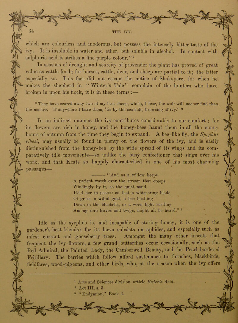 which are colourless and inodorous, but possess the intensely bitter taste of the ivy. It is insoluble in water and ether, but soluble in alcohol. In contact with sulphuric acid it strikes a fine purple colour.” 1 In seasons of drought and scarcity of provender the plant has proved of great value as cattle food; for horses, cattle, deer, and sheep are partial to it; the latter especially so. This fact did not escape the notice of Shakspere, for when he makes the shepherd in “Winter’s Tale” complain of the hunters who have broken in upon his flock, it is in these terms :— “ They have scared away two of my best sheep, which, I fear, the wolf will sooner find than the master. If anywhere I have them, ’tis by the sea-side, browsing of ivy.” 2 In an indirect manner, the ivy contributes considerably to our comfort ; for its flowers are rich in honey, and the honey-bees haunt them in all the sunny hours of autumn from the time they begin to expand. A bee-like fly, the Syrplius ribesi, may usually be found in plenty on the flowers of the ivy, and is easily distinguished from the honey-bee by the wide spread of its wings and its com- paratively idle movements—so unlike the busy confectioner that sings over his work, and that Keats so happily characterised in one of his most charming I passages— “And as a willow keeps A patient watch over the stream that creeps Windingly by it, so the qniet maid Held her in peace: so that a whispering blade Of grass, a wilful gnat, a bee bustling Down in the bluebells, or a wren light rustling Among sere leaves and twigs, might all be heard.” 3 Idle as the syrphus is, and incapable of storing honey, it is one of the gardener’s best friends ; for its larva subsists on aphides, and especially such as infest currant and gooseberry trees. Amongst the many other insects that frequent the ivy-flowers, a few grand butterflies occur occasionally, such as the Bed Admiral, the Painted Lady, the Camberwell Beauty, and the Pearl-bordered Fritillary. The berries which follow afford sustenance to thrushes, blackbirds, fieldfares, wood-pigeons, and other birds, who, at the season when the ivy offers 1 Arts and Sciences division, article Hederie Acid. 2 Act III. s. 3.