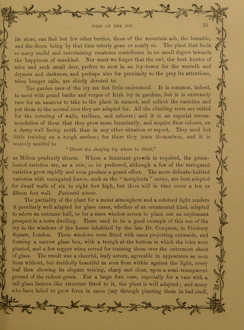 E its store, can find but few other berries, those of the mountain ash, the bramble, and the thorn being by that time utterly gone or nearly so. The plant that feeds so many useful and entertaining creatures contributes in no small degree towards the happiness of mankind. Nor must we forget that the owl, the best hunter of mice and such small deer, prefers to nest in an ivy-tower for the warmth and dryness and darkness, and perhaps also for proximity to the prey its attentions, when hunger calls, are chiefly devoted to. The garden uses of the ivy are but little understood. It is common, indeed, to meet with grand banks and verges of Irish ivy in gardens, but it is extremely rare for an amateur to take to the plant in earnest, and collect the varieties and put them to the several uses they are adapted for. All the climbing sorts are suited for the covering of walls, trellises, and arbours; and it is an especial recom- mendation of them that they grow more luxuriantly, and acquire finer colours, on a damp wall facing north than in any other situation or aspect. They need but little training on a rough surface; for there they train themselves, and it is scarcely needful to “ Direct the clasping ivy where to climb,” as Milton prudently directs. Where a luxuriant growth is required, the green- leaved varieties are, as a rule, to be preferred, although a few of the variegated varieties grow rapidly and soon produce a grand effect. The more delicate-habited varieties with variegated leaves, such as the “marginata” series, are best adapted for dwarf walls of six to eight feet high, but these will in time cover a ten or fifteen feet wall. Patientid vinces. The partiality of the plant for a moist atmosphere and a subdued light renders it peculiarly well adapted for glass cases, whether of an ornamental kind, adapted to adorn an entrance-hall, or for a mere window screen to plant out an unpleasant prospect in a town dwelling. There used to be a good example of this use of the ivy in the windows of the house inhabited by the late Dr. Conquest, in Finsbury Square, London. These windows w;ere fitted with cases projecting outwards, and forming a narrow glass box, with a trough at the bottom in which the ivies were planted, and a few copper wires served for training them over the outermost sheet of glass. The result was a cheerful, leafy screen, agreeable in appearance as seen from without, but decidedly beautiful as seen from within against the light, every leaf then showing its elegant veining, sharp and clear, upon-a semi-transparent ground of the richest green. For a large fern case, especially for a vase with a tall glass lantern-like structure fitted to it, the plant is well adapted ; and many who have failed to grow ferns in cases (say through planting them in bad stuff,