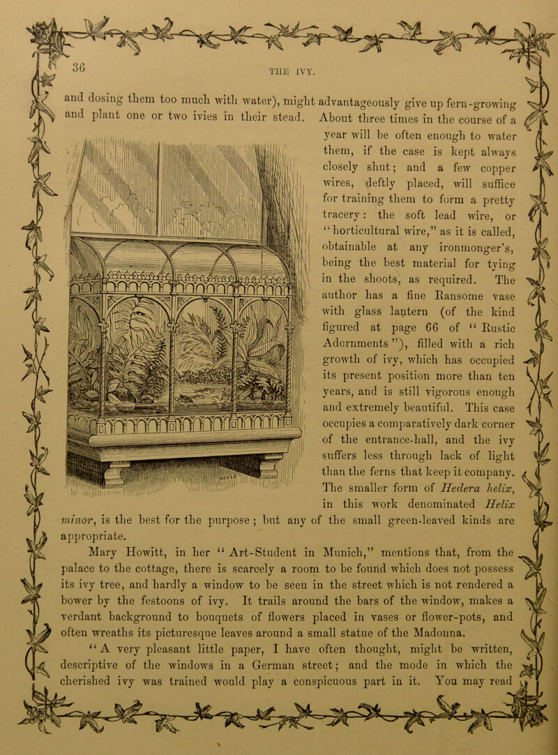 and dosing them too much with water), might advantageously give up fern-growing and plant one or two ivies in their stead. About three times in the course of a year will be often enough to water them, if the case is kept always closely shut; and a few copper wires, deftly placed, will suffice for training them to form a pretty tracery: the soft lead wire, or “ horticultural wire,” as it is called, obtainable at any ironmonger’s, being the best material for tying in the shoots, as required. The author has a fine Ransome vase with glass lantern (of the kind figured at page G6 of “ Rustic Adornments”), filled with a rich growth of ivy, which has occupied its present position more than ten years, and is still vigorous enough and extremely beautiful. This case occupies a comparatively dark corner of the entrance-hall, and the ivy suffers less through lack of light than the ferns that keep it company. The smaller form of Heclera helix, in this work denominated Helix minor, is the best for the purpose ; but any of the small green-leaved kinds are appropriate. Mary Howitt, in her u Art-Student in Munich,” mentions that, from the palace to the cottage, there is scarcely a room to be found which does not possess its ivy tree, and hardly a window to be seen in the street which is not rendered a bower by the festoons of ivy. It trails around the bars of the window, makes a verdant background to bouquets of flowers placed in vases or flower-pots, and often wreaths its picturesque leaves around a small statue of the Madonna. “A very pleasant little paper, I have often thought, might be written, descriptive of the windows in a German street; and the mode in which the cherished ivy was trained would play a conspicuous part in it. You may read