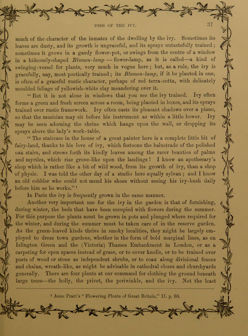 fL much of the character of the inmates of the dwelling by the ivy. Sometimes its leaves are dusty, and its growth is ungraceful, and its sprays untastefully trained ; sometimes it grows in a gaudy flower-pot, or swings from the centre of a window in a hideously-shaped Blumen-lamp—flower-lamp, as it is called—a kind of swinging-vessel for plants, very much in vogue here ; but, as a rule, the ivy is gracefully, nay, most poetically trained ; its Blumen-lamp, if it be planted in one, is often of a graceful rustic character, perhaps of red terra-cotta, with delicately moulded foliage of yellowish-white clay meandering over it. “ But it is not alone in windows that you see the ivy trained. Ivy often forms a green and fresh screen across a room, being planted in boxes, and its sprays trained over rustic framework. Ivy often casts its pleasant shadows over a piano, so that the musician may sit before his instrument as within a little bower. Ivy may be seen adorning the shrine which hangs upon the wall, or dropping its sprays above the lady’s work-table. “ The staircase in the house of a great painter here is a complete little bit of fairy-land, thanks to his love of ivy, which festoons the balustrade of the polished oak stairs, and strews forth its kindly leaves among the rarer beauties of palms and myrtles, which rise grove-like upon the landings ! I know an apothecary’s shop which is rather like a bit of wild wood, from its growth of ivy, than a shop of physic. I was told the other day of a studio here equally sylvan ; and I know an old cobbler who could not mend his shoes without seeing his ivy-bush daily before him as he works.” 1 In Paris the ivy is frequently grown in the same manner. Another very important use for the ivy in the garden is that of furnishing, during winter, the beds that have been occupied with flowers during the summer. For this purpose the plants must be grown in pots and plunged where required for the winter, and during the summer must be taken care of in the reserve garden. As the green-leaved kinds thrive in smoky localities, they might be largely em- ployed to dress town gardens, whether in the form of bold marginal lines, as on Islington Green and the (Victoria) Thames Embankment in London, or as a carpeting for open spaces instead of grass, or to cover knolls, or to be trained over posts of wood or stone as independent shrubs, or to coax along divisional fences and chains, wreath-like, as might be advisable in cathedral closes and churchyards generally. There are four plants at our command for clothing the ground beneath large trees—the holly, the privet, the periwinkle, and the ivy. Not the least