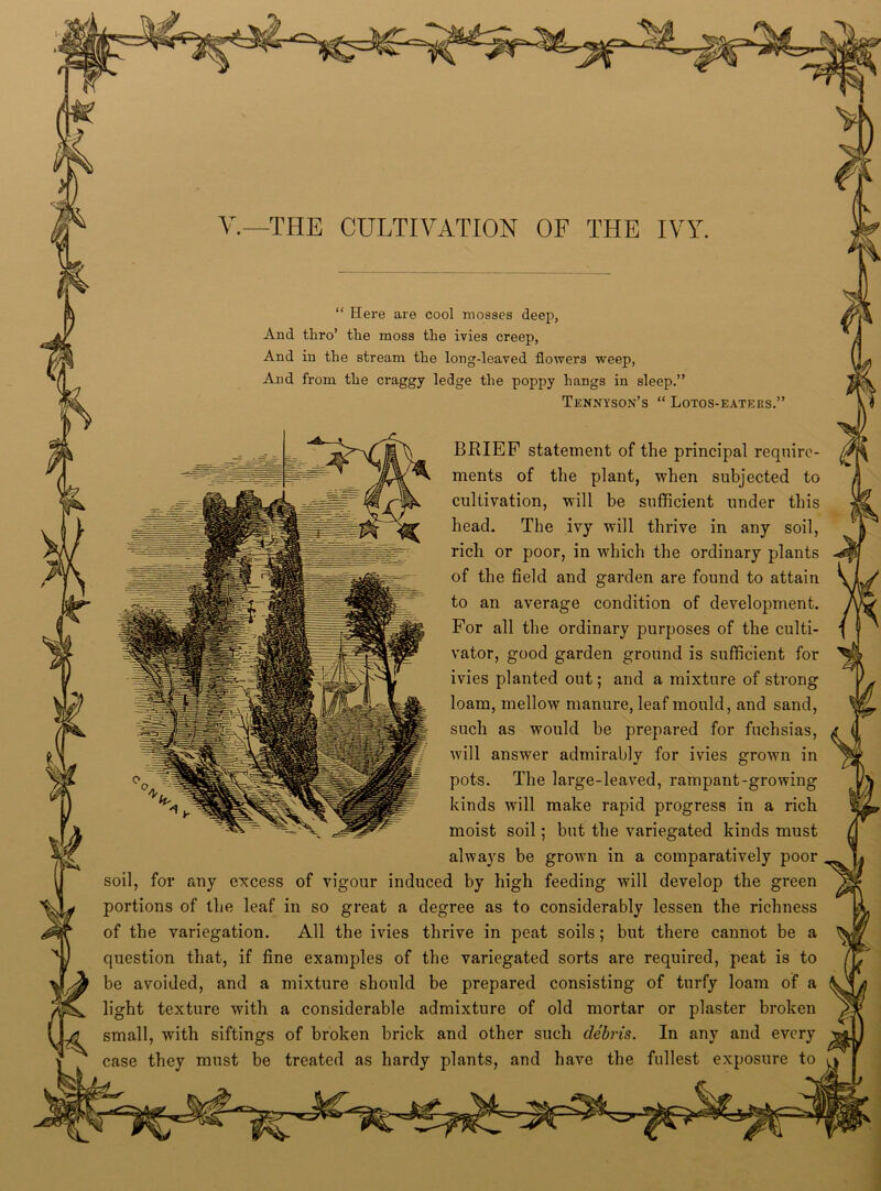 V.—THE CULTIVATION OF THE IVY “ Here are cool mosses deep, And thro’ the moss the ivies creep, And in the stream the long-leaved flowers weep, And from the craggy ledge the poppy hangs in sleep.” Tennyson’s “ Lotos-eaters « BRIEF statement of the principal requirc- ivies planted out; and a mixture of strong loam, mellow manure, leaf mould, and sand, will answer admirably for ivies grown in kinds will make rapid progress in a rich moist soil; but the variegated kinds must always be grown in a comparatively poor soil, for any excess of vigour induced by high feeding will develop the green portions of the leaf in so great a degree as to considerably lessen the richness of the variegation. All the ivies thrive in peat soils; but there cannot be a question that, if fine examples of the variegated sorts are required, peat is to be avoided, and a mixture should be prepared consisting of turfy loam of a light texture with a considerable admixture of old mortar or plaster broken small, with siftings of broken brick and other such debris. In any and every case they must be treated as hardy plants, and have the fullest exposure to