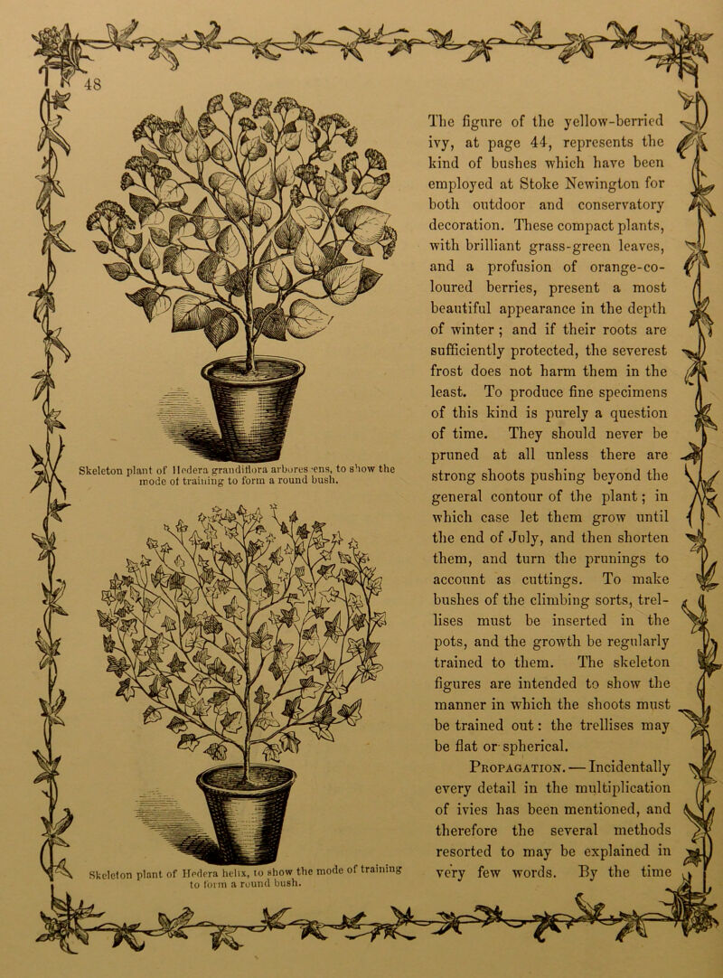 Skeleton plant of Hcdera grandiflora arbores 'ens, to show the mode ot training to form a round bush. Skeleton plant of Hedera helix, to show the mode of training The figure of the yellow-berried ivy, at page 44, represents the kind of bushes which have been employed at Stoke Newington for both outdoor and conservatory decoration. These compact plants, with brilliant grass-green leaves, and a profusion of orange-co- loured berries, present a most beautiful appearance in the depth of winter ; and if their roots are sufficiently protected, the severest frost does not harm them in the least. To produce fine specimens of this kind is purely a question of time. They should never be pruned at all unless there are strong shoots pushing beyond the general contour of the plant; in which case let them grow until the end of July, and then shorten them, and turn the primings to account as cuttings. To make bushes of the climbing sorts, trel- lises must be inserted in the pots, and the growth be regularly trained to them. The skeleton figures are intended to show the manner in which the shoots must be trained out: the trellises may be flat or spherical. Propagation. — Incidentally every detail in the multiplication of ivies has been mentioned, and therefore the several methods resorted to may be explained in verv few words. Bv the time tLX