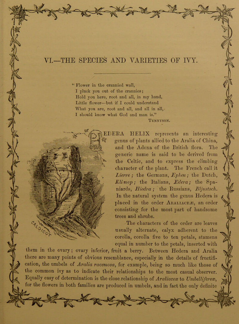 VI.—THE SPECIES AND VARIETIES OF IVY. “ Flower in the crannied wall, I pluck you out of the crannies; Hold you here, root and all, in my hand, Little flower—but if I could understand What you are, root and all, and all in all,. I should know what God and man is.” Tennyson. EDERA HELIX represents an interesting genus of plants allied to tlie Aralia of China, and the Adoxa of the British flora. The generic name is said to he derived from the Celtic, and to express the climbing character of the plant. The French call it IAerre ; the Germans, Epheu; the Dutch, Eli mop; the Italians, Edera; the Spa- niards, Hiedra; the Russians, Bljustsch. In the natural system the genus Hedera is placed in the order Aiialiace^, an order consisting for the most part of handsome trees and shrubs. The characters of the order are leaves usually alternate, calyx adherent to the corolla, corolla five to ten petals, stamens equal in number to the petals, inserted with them in the ovary; ovary inferior, fruit a berry. Between Hedera and Aralia there are many points of obvious resemblance, especially in the details of fructifi- cation, the umbels of Aralia racemosa, for example, being so much like those of the common ivy as to indicate their relationships to the most casual observer. Ecpially easy of determination is the close relationship of Araliacece to Umbelliferea?,