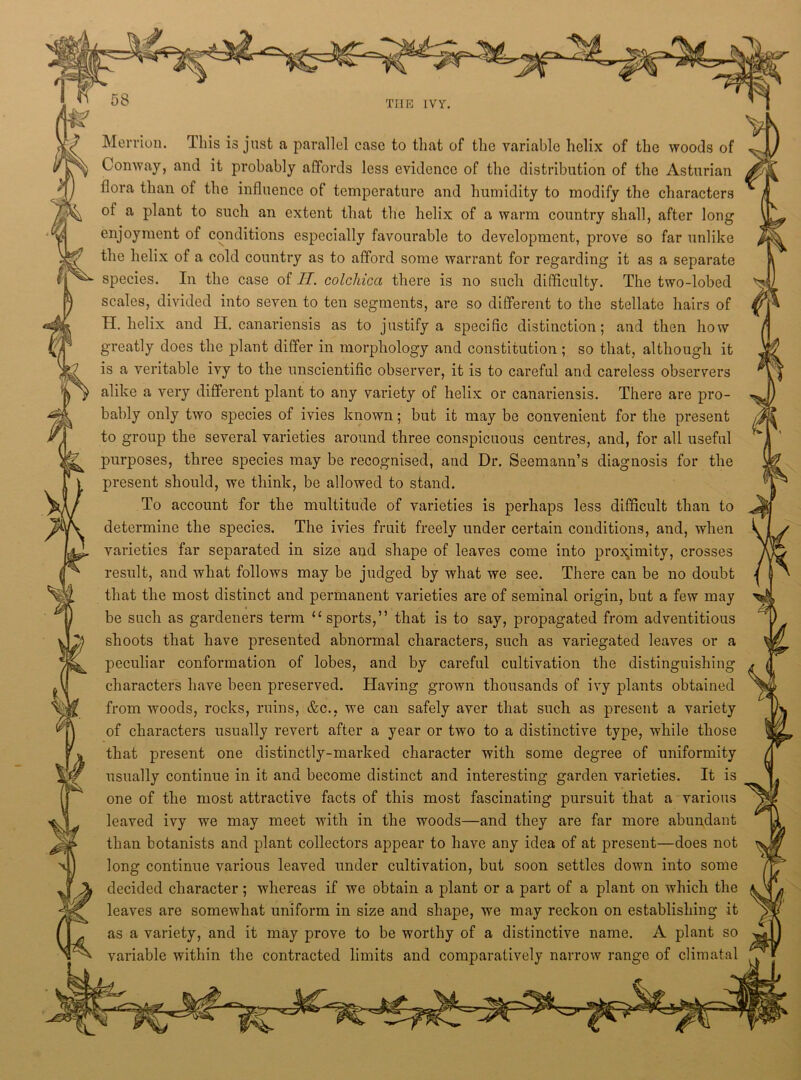 Merrion. This is just a parallel case to that of the variable helix of the woods of Conway, and it probably affords less evidence of the distribution of the Asturian flora than of the influence of temperature and humidity to modify the characters of a plant to such an extent that the helix of a warm country shall, after long enjoyment of conditions especially favourable to development, prove so far unlike the helix of a cold country as to afford some warrant for regarding it as a separate species. In the case of II. colchica there is no such difficulty. The two-lobed scales, divided into seven to ten segments, are so different to the stellate hairs of H. helix and H. canariensis as to justify a specific distinction; and then how greatly does the plant differ in morphology and constitution ; so that, although it is a veritable ivy to the unscientific observer, it is to careful and careless observers alike a very different plant to any variety of helix or canariensis. There are pro- bably only two species of ivies known; but it may be convenient for the present to group the several varieties around three conspicuous centres, and, for all useful purposes, three species may be recognised, and Dr. Seemann’s diagnosis for the present should, we think, be allowed to stand. To account for the multitude of varieties is perhaps less difficult than to determine the species. The ivies fruit freely under certain conditions, and, when varieties far separated in size and shape of leaves come into proxjmity, crosses result, and what follows may be judged by what we see. There can be no doubt that the most distinct and permanent varieties are of seminal origin, but a few may be such as gardeners term “ sports,” that is to say, proj)agated from adventitious shoots that have presented abnormal characters, such as variegated leaves or a peculiar conformation of lobes, and by careful cultivation the distinguishing characters have been preserved. Having grown thousands of ivy plants obtained from woods, rocks, ruins, &c.. we can safely aver that such as present a variety of characters usually revert after a year or two to a distinctive type, while those that present one distinctly-marked character with some degree of uniformity usually continue in it and become distinct and interesting garden varieties. It is one of the most attractive facts of this most fascinating pursuit that a various leaved ivy we may meet with in the woods—and they are far more abundant than botanists and plant collectors appear to have any idea of at present—does not long continue various leaved under cultivation, but soon settles down into some decided character; whereas if we obtain a plant or a part of a plant on which the leaves are somewhat uniform in size and shape, we may reckon on establishing it as a variety, and it may prove to be worthy of a distinctive name. A plant so variable within the contracted limits and comparatively narrow range of climatal