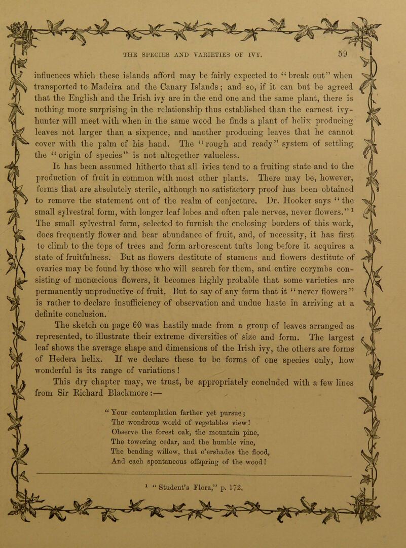 influences which these islands afford may be fairly expected to “ break out” when transported to Madeira and the Canary Islands; and so, if it can but be agreed that the English and the Irish ivy are in the end one and the same plant, there is nothing more surprising in the relationship thus established than the earnest ivy- hunter will meet with when in the same wood he finds a plant of helix producing leaves not larger than a sixpence, and another producing leaves that he cannot cover with the palm of his hand. The “ rough and ready” system of settling the “origin of species” is not altogether valueless. It has been assumed hitherto that all ivies tend to a fruiting state and to the production of fruit in common with most other plants. There may be, however, forms that are absolutely sterile, although no satisfactory proof has been obtained to remove the statement out of the realm of conjecture. Dr. Hooker says “the small sylvestral form, with longer leaf lobes and often pale nerves, never flowers.” 1 The small sylvestral form, selected to furnish the enclosing borders of this work, does frequently flower and bear abundance of fruit, and, of necessity, it has first to climb to the tops of trees and form arborescent tufts long before it acquires a state of fruitfulness. But as flowers destitute of stamens and flowers destitute of ovaries may be found by those who will search for them, and entire corymbs con- sisting of monoecious flowers, it becomes highly probable that some varieties are permanently unproductive of fruit. But to say of any form that it “ never flowers” is rather to declare insufficiency of observation and undue haste in arriving at a definite conclusion. The sketch on page 60 was hastily made from a group of leaves arranged as represented, to illustrate their extreme diversities of size and form. The largest leaf shows the average shape and dimensions of the Irish ivy, the others are forms of Hedera helix. If we declare these to be forms of one species only, how wonderful is its range of variations ! This dry chapter may, we trust, be appropriately concluded with a few lines from Sir Richard Blackmore:— \ “Your contemplation farther yet pursue; The wondrous world of vegetables view! Observe the forest oak, the mountain pine, The towering cedar, and the humble vine, The bending willow, that o’ershades the flood, And each spontaneous offspring of the wood! 1 “ Student’s Flora,” p. 172.