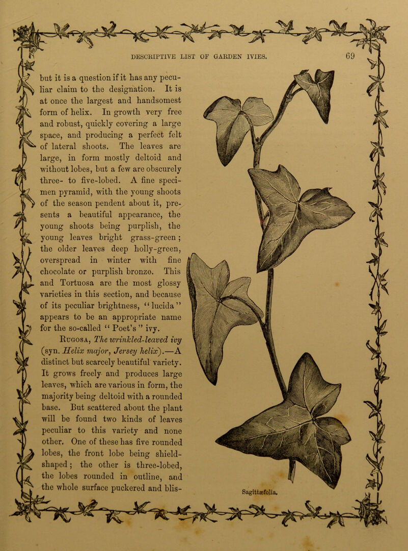 but it is a question if it has any pecu- liar claim to the designation. It is at once the largest and handsomest form of helix. In growth very free and robust, quickly covering a large space, and producing a perfect felt of lateral shoots. The leaves are large, in form mostly deltoid and without lobes, but a few are obscurely three- to five-lobed. A fine speci- men pyramid, with the young shoots of the season pendent about it, pre- sents a beautiful appearance, the young shoots being purplish, the young leaves bright grass-green; the older leaves deep holly-green, overspread in winter with fine chocolate or purplish bronze. This and Tortuosa are the most glossy varieties in this section, and because of its peculiar brightness, “lucida” appears to be an appropriate name for the so-called u Poet’s ” ivy. Rugosa, The wrinkled-leaved ivy (syn. Helix major, Jersey helix').—A distinct but scarcely beautiful variety. It grows freely and produces large leaves, which are various in form, the majority being deltoid with a rounded base. But scattered about the plant will be found two kinds of leaves peculiar to this variety and none other. One of these has five rounded lobes, the front lobe being shield- shaped ; the other is three-lobed, the lobes rounded in outline, and the whole surface puckered and blis- Sngittsofolia.