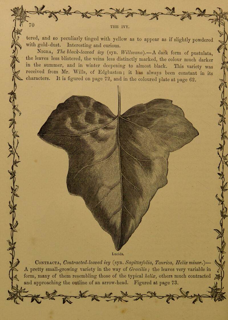 THE IVY. tered, and bo peculiarly tinged with yellow as to appear as if slightly powdered with gold-dust. Interesting and curious. Nigra, The black-leaved ivy (syn. Willseana).—A dark form of pustulata, the leaves less blistered, the veins less distinctly marked, the colour much darker in the summer, and in winter deepening to almost black. This variety was received from Mr. Wills, of Edgbaston; it has always been constant in its characters. It is figured on page 72, and in the coloured plate at page 62. Lucida. Contracta, Contracted-leaved ivy (syn. Sagittcefolia, Taurica, Helix minor.')— A pretty small-growing variety in the way of Gracilis; the leaves very variable in form, many of them resembling those of the typical helix, others much contracted and approaching the outline of an arrow-head. Figured at page 73.