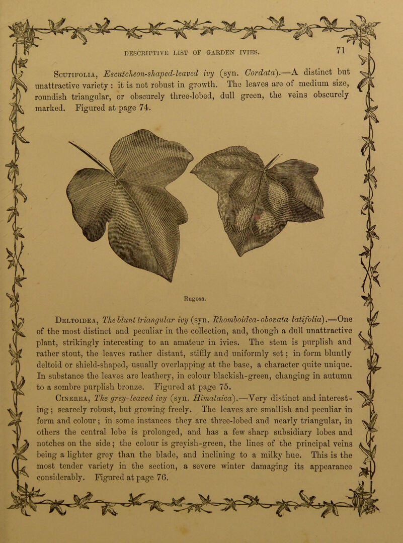 Scutifolia, Escutcheon-shaped-leaved ivy (syn. Cordata).—A distinct but unattractive variety : it is not robust in growth. The leaves are of medium size, roundish triangular, or obscurely three-lobed, dull green, the vein3 obscurely marked. Figured at page 74. Rugosa. Deltoidea, The Hunt triangular ivy (syn. Rhomboidea-obovata latifolia).—One of the most distinct and peculiar in the collection, and, though a dull unattractive plant, strikingly interesting to an amateur in ivies. The stem is purplish and rather stout, the leaves rather distant, stiffly and uniformly set; in form bluntly deltoid or shield-shaped, usually overlapping at the base, a character quite unique. In substance the leaves are leathery, in colour blackish-green, changing in autumn to a sombre purplish bronze. Figured at page 75. Cinerea, The grey-leaved ivy (syn. Himalaica).—Very distinct and interest- ing ; scarcely robust, but growing freely. The leaves are smallish and peculiar in form and colour; in some instances they are tliree-lobed and nearly triangular, in others the central lobe is prolonged, and has a few sharp subsidiary lobes and notches on the side; the colour is greyish-green, the lines of the principal veins being a lighter grey than the blade, and inclining to a milky hue. This is the most tender variety in the section, a severe winter damaging its appearance considerably. Figured at naere 76.