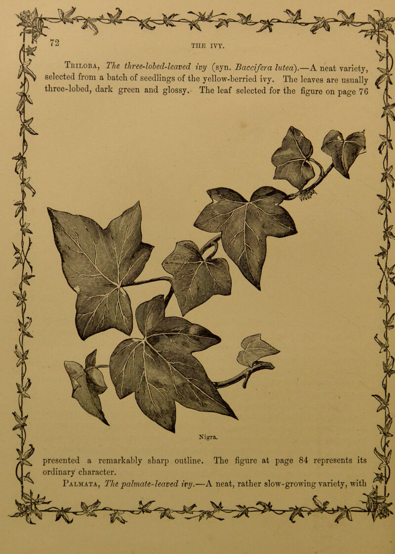 presented a remarkably sharp outline. The figure at page 84 represents its ordinary character. Palmata, The palmate-leaved ivy.—A neat, rather slow-growing variety, with