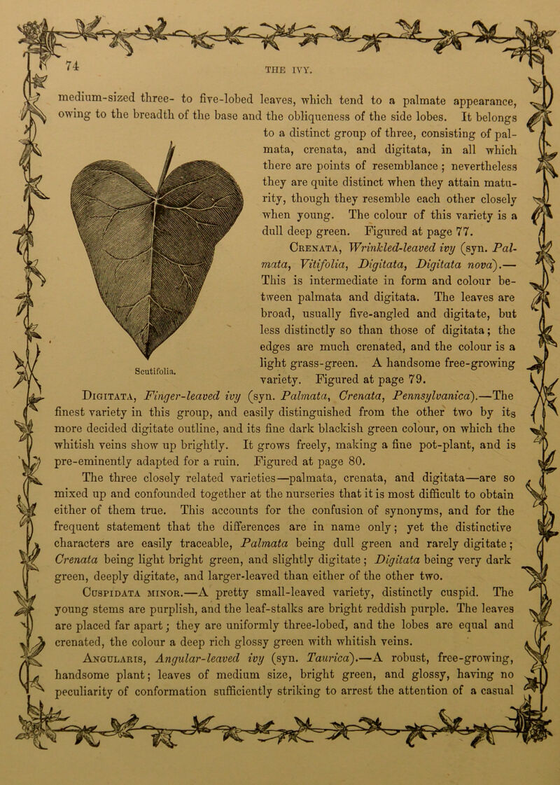 THE IVY. Scutifolia. medium-sized three- to five-lobed leaves, which tend to a palmate appearance, owing to the breadth of the base and the obliqueness of the side lobes. It belongs to a distinct group of three, consisting of pal- mata, crenata, and digitata, in all which there are points of resemblance ; nevertheless they are quite distinct when they attain matu- rity, though they resemble each other closely when young. The colour of this variety is a dull deep green. Figured at page 77. Crenata, Wrinkled-leaved ivy (syn. Pal- mata, Vitifolia, Digitata, Digitata nova).— This is intermediate in form and colour be- tween palmata and digitata. The leaves are broad, usually five-angled and digitate, but less distinctly so than those of digitata; the edges are much crenated, and the colour is a light grass-green. A handsome free-growing variety. Figured at page 79. Digitata, Finger-leaved ivy (syn. Palmata, Crenata, Pennsylvania).—The finest variety in this group, and easily distinguished from the other two by its more decided digitate outline, and its fine dark blackish green colour, on which the whitish veins show up brightly. It grows freely, making a fine pot-plant, and is pre-eminently adapted for a ruin. Figured at page 80. The three closely related varieties—palmata, crenata, and digitata—are so mixed up and confounded together at the nurseries that it is most difficult to obtain either of them true. This accounts for the confusion of synonyms, and for the frequent statement that the differences are in name only; yet the distinctive characters are easily traceable, Palmata being dull green and rarely digitate; Crenata being light bright green, and slightly digitate; Digitata being very dark green, deeply digitate, and larger-leaved than either of the other two. Cuspidata minor.—A pretty small-leaved variety, distinctly cuspid. The young stems are purplish, and the leaf-stalks are bright reddish purple. The leaves are placed far apart; they are uniformly three-lobed, and the lobes are equal and crenated, the colour a deep rich glossy green with whitish veins. Angularis, Angular-leaved ivy (syn. Taurica).—A robust, free-growing, handsome plant; leaves of medium size, bright green, and glossy, having no peculiarity of conformation sufficiently striking to arrest the attention of a casual