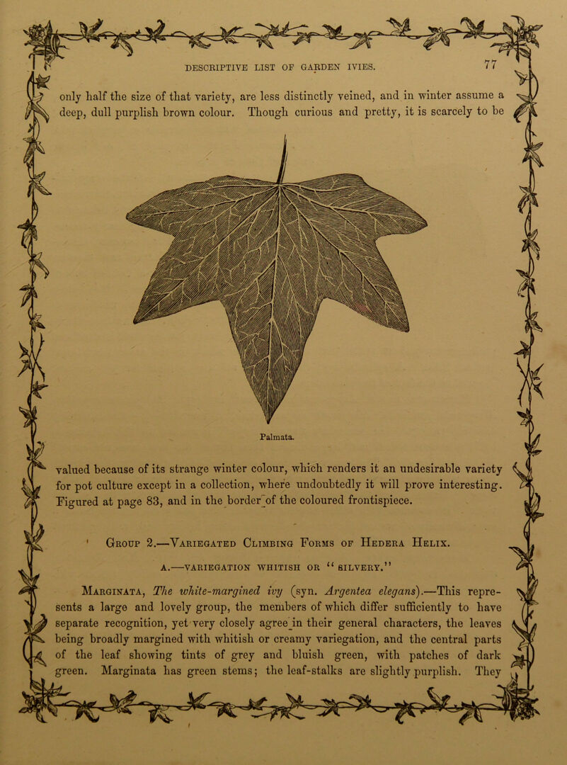 only half the size of that variety, are less distinctly veined, and in winter assume a deep, dull purplish brown colour. Though curious and pretty, it is scarcely to be Palmata. valued because of its strange winter colour, which renders it an undesirable variety for pot culture except in a collection, where undoubtedly it will prove interesting. Figured at page 83, and in the borderj)f the coloured frontispiece. Group 2.—Variegated Climbing Forms of Hedera Helix, a.—variegation whitish or u silvery.” Marginata, The white-margined ivy (syn. Argentea elegans).—This repre- sents a large and lovely group, the members of which differ sufficiently to have separate recognition, yet very closely agree in their general characters, the leaves being broadly margined with whitish or creamy variegation, and the central parts of the leaf showing tints of grey and bluish green, with patches of dark green. Marginata has green stems; the leaf-stalks are slightly purplish. They