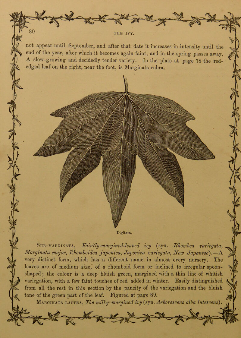 X 1 V 1 . not appear until September, and after that date it increases in intensity until the end of the year, after which it becomes again faint, and in the spring passes away. A slow-growing and decidedly tender variety. In the plate at page 78 the red- edged leaf on the right, near the foot, is Marginata rubra. v Digitata. Sub-marginata, Fa in tly-m arg in ed- leaved ivy (syn. Fhombea variegata, Marginata major, Iihomboidca japonica, Japonica variegata, New Japanese').—A very distinct form, which has a different name in almost every nursery. The leaves are of medium size, of a rhomboid form or inclined to irregular spoon- shaped ; the colour is a deep bluish green, margined with a thin line of whitish variegation, with a few faint touches of red added in winter. Easily distinguished from all the rest in this section by the paucity of the variegation and the bluish tone of the green part of the leaf. Figured at page 89. Marginata lactea, The millcy-margined ivy (syn. Arborescens alba lutescens).