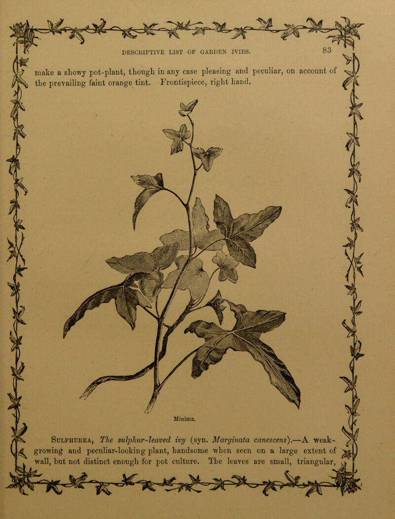 make a showy pot-plant, though in any case pleasing and peculiar, on account of the prevailing faint orange tint. Frontispiece, right hand. Minima, Sulphurea, The sulphur-leaved ivy (syn. Marginata canescens).—A weak- growing and peculiar-looking plant, handsome when seen on a large extent of wall, but not distinct enough for pot culture. The leaves are small, triangular,