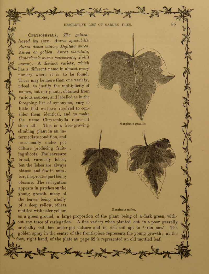 Marginata grandis. Chrysophylla, The golden- leaved ivy (syn. Aurea spectahilis-, Aurea densa minor, Digitata aurea, Aurea or golden, Aurea maculata, Canariensis aurea marmorata, Folks aureis).—A distinct variety, which has a different name in almost every nursery where it is to be found. There may be more than one variety, ndeed, to justify the multiplicity of names, but our plants, obtained from various sources, and labelled as in the foregoing list of synonyms, vary so little that we have resolved to con- sider them identical, and to make the name Chrysophylla represent them all. This is a free-growing climbing plant in an in- termediate condition, and occasionally under pot culture producing fruit- , ing shoots. The leaves are broad, variously lobed, but the lobes are always obtuse and few in num- ber, the greater part being obscure. The variegation appears in patches on the young growth, many of the leaves being wholly of a deep yellow, others mottled with paler yellow Marginata major. on a green ground, a large proportion of the plant being of a dark green, with- out any trace of variegation. A fine variety when planted out in a poor gravelly or chalky soil, but under pot culture and in rich soil apt to “run out.” The golden spray in the centre of the frontispiece represents the young growth ; at the foot, right hand, of the plate at page 62 is represented an old mottled leaf.