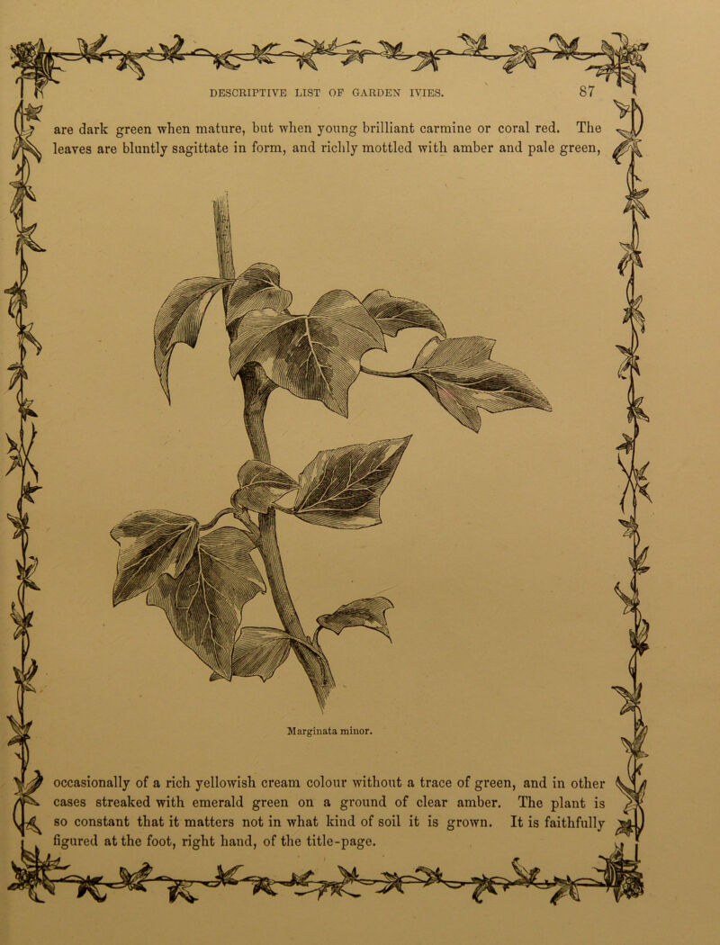 Marginata minor. occasionally of a rich yellowish cream colour without a trace of green, and in other cases streaked with emerald green on a ground of clear amber. The plant is so constant that it matters not in what kind of soil it is grown. It is faithfully are dark green when mature, but when young brilliant carmine or coral red. The leaves are bluntly sagittate in form, and richly mottled with amber and pale green,