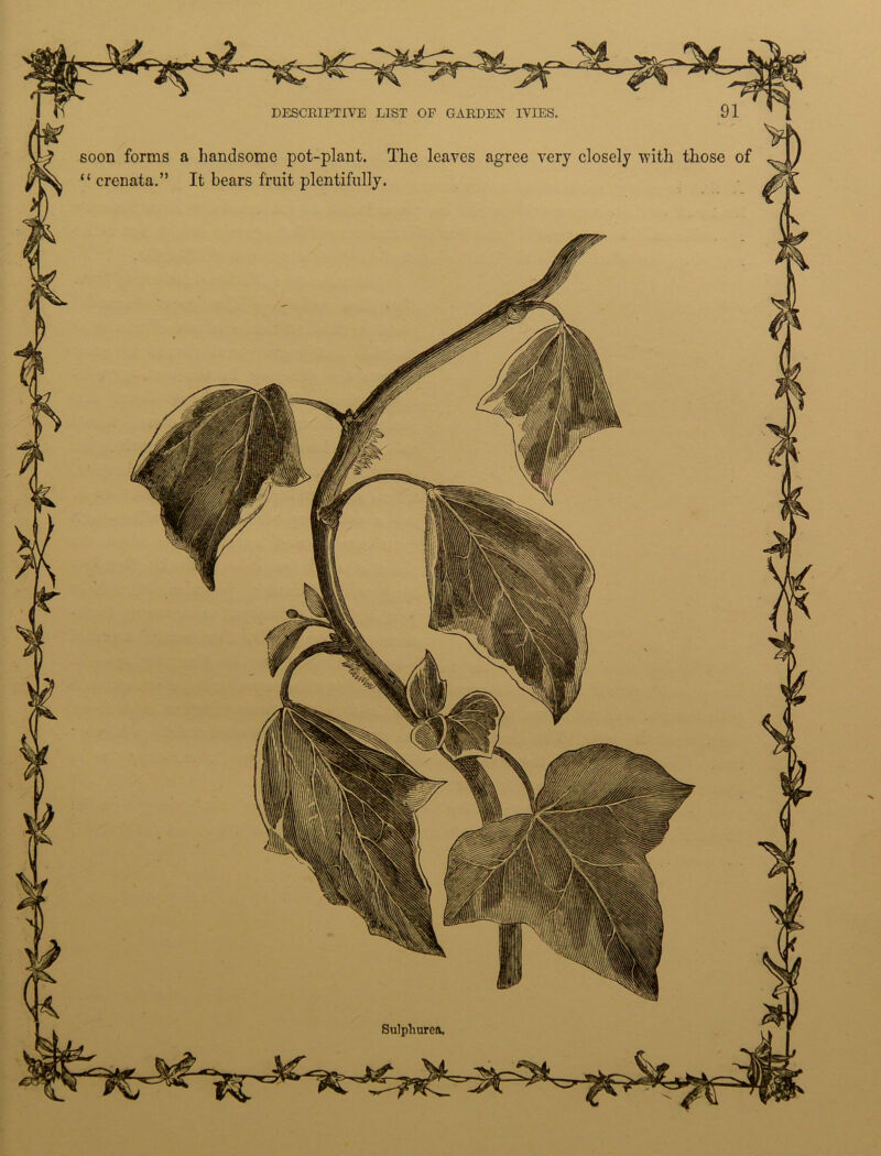 soon forms a handsome pot-plant. The leaves agree very closely with those of “ crenata.” It bears fruit plentifully. v/A Ml * II1 Sulphured.