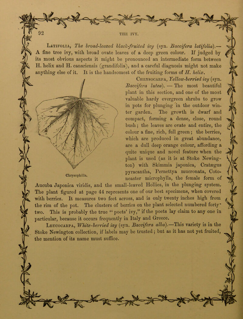 Latifolia, The broad-leaved black-fruited ivy (syn. Baccifera latifolid).— A fine tree ivy, with broad ovate leaves of a deep green colour. If judged by its most obvious aspects it might be pronounced an intermediate form between H. helix and H. canariensis (grandifolia), and a careful diagnosis might not make anything else of it. It is the handsomest of the fruiting forms of H. helix. Ciirysocarpa, Yellow-berried ivy (syn. Baccifera luted). — The most beautiful plant in this section, and one of the most valuable hardy evergreen shrubs to grow in pots for plunging in the outdoor win- ter garden. The growth is dwarf and compact, forming a dense, close, round bush; the leaves are ovate and entire, the colour a fine, rich, full green; the berries, which are produced in great abundance, are a dull deep orange colour, affording a quite unique and novel feature when the plant is used (as it is at Stoke Newing- ton) with Skimmia japonica, Crataegus pyracantlia, Pernettya mucronata, Coto- neaster microphylla, the female form of Aucuba Japonica viridis, and the small-leaved Hollies, in the plunging system. The plant figured at page 44 represents one of our best specimens, when covered with berries. It measures two feet across, and is only twenty inches high from the rim of the pot. The clusters of berries on the plant selected numbered forty two. This is probably the true “ poets’ ivy,” if the poets lay claim to any one in particular, because it occurs frequently in Italy and Greece. Leucocarpa, White-berried ivy (syn. Baccifera alba).—This variety is in the Stoke Newington collection, if labels may be trusted; but as it has not yet fruited, the mention of its name must suffice. Chrysophilla.