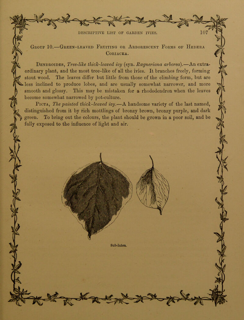 Group 10.—Green-leaved Fruiting or Arborescent Forms of IIedera Coriacea. Dendroides, Tree-like tliick-leaved ivy (syn. Rcegneriana arhorea).—An extra- ordinary plant, and the most tree-like of all the ivies. It branches freely, forming stout wood. The leaves differ but little from those of the climbing form, hut are less inclined to produce lobes, and are usually somewhat narrower, and more smooth and glossy. This may be mistaken for a rhododendron when the leaves become somewhat narrowed by pot-culture. Picta, The painted tliick-leaved ivy.—A handsome variety of the last named, distinguished from it by rich mottlings of bronzy brown, bronzy purple, and dark green. To bring out the colours, the plant should be grown in a poor soil, and be fully exposed to the influence of light and air.