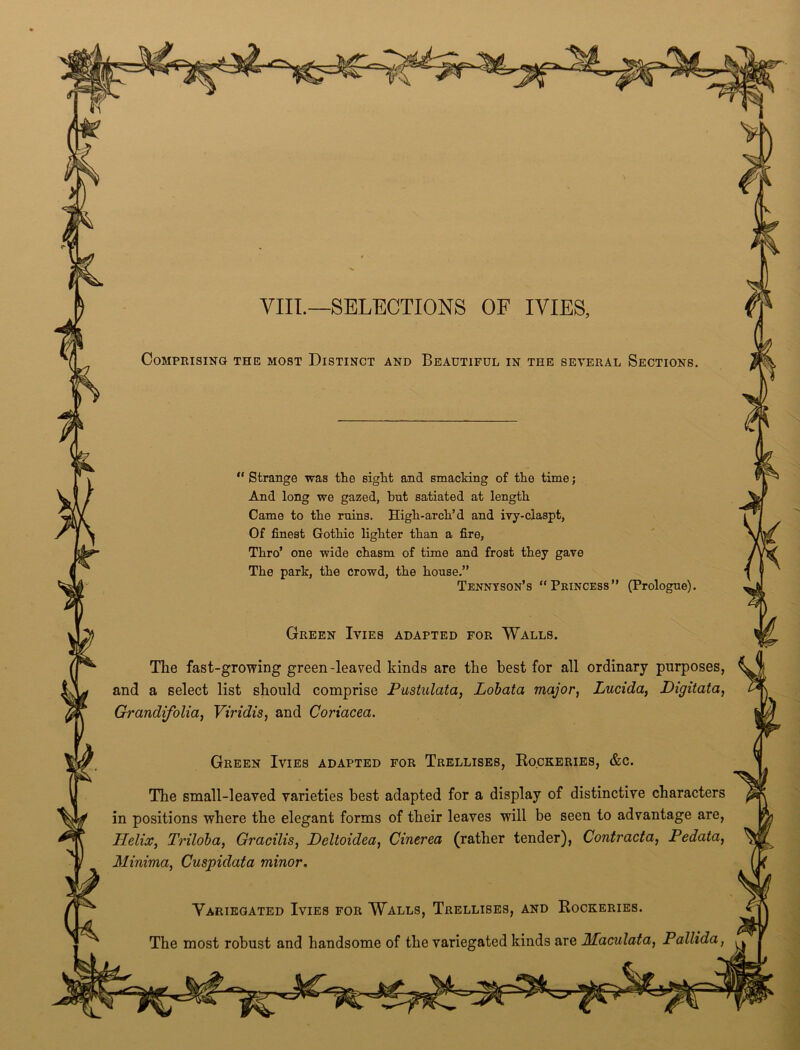 VIII.—SELECTIONS OF IVIES, Comprising the most Distinct and Beautiful in the several Sections Strange was the sight and smacking of the time; And long we gazed, but satiated at length Came to the ruins. High-arch’d and ivy-claspt, Of finest Gothic lighter than a fire. Thro’ one wide chasm of time and frost they gave The park, the crowd, the house.” Tennyson’s “ Princess (Prologue) Green Ivies adapted for Walls. The fast-growing green-leaved kinds are the best for all ordinary purposes, and a select list should comprise Pustulata, Lobata major, Lucida, Digitata, Grandifolia, Viridis, and Coriacea. Green Ivies adapted for Trellises, Rockeries, &c. The small-leaved varieties best adapted for a display of distinctive characters in positions where the elegant forms of their leaves will be seen to advantage are, Helix, Triloba, Gracilis, Deltoidea, Cinerea (rather tender), Contracta, Pedata, Minima, Cuspulata minor, Variegated Ivies for Walls, Trellises, and Rockeries. The most robust and handsome of the variegated kinds are Maculata, Pallida,