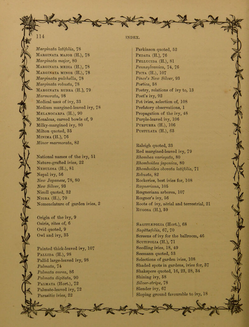 Marginata latifolia, 78 Marginata major (H.), 78 Marginata major, 80 Marginata media (H.), 78 Marginata minor (H.), 78 Marginata pulchella, 78 Marginata robusta, 78 Marginata rubra (H.), 79 Marmorata, 98 Medical uses of ivy, 33 Medium margined-leaved ivy, 7 8 Melanocarpa (H.), 90 Menalcas, carved bowls of, 9 Milky-margined ivy, 80 Milton quoted, 35 Minima (EL), 76 Minor marmorata, 82 Parkinson quoted, 52 Pedata (H.), 76 Pellucida (H.), 81 Pennsylva/nica, 74, 76 Picta (H.), 107 Vince's New Silver, 93 Poetica, 58 Poetry, relations of ivy to, 13 Poet’s ivy, 92 Pot ivies, selection of, 108 Prefatory observations, 1 Propagation of the ivy, 48 Purple-leaved ivy, 106 Purpurea (H.), 106 Pustulata (H.), 63 Raleigh quoted, 33 Red margined-leaved ivy, 7 9 Bhombea variegata, 80 Rhomboidea japonica, 80 Rhomboidea obovata latifolia, 71 Robusta, 82 Rockeries, best ivies for, 108 Rcegneriana, 105 Roegneriana arborea, 107 Roegner’s ivy, 56 Roots of ivy, aerial and terrestrial, 21 Rugosa (EL), 59 National names of tbe ivy, 51 Nature-grafted ivies, 22 Nebuxosa (H.), 81 Nepal ivy, 56 New Japanese, 78, 80 New Silver, 93 Nicoll quoted, 32 Nigra (EL), 70 Nomenclature of garden ivies, Origin of tbe ivy, 9 Osiris, rites of, 6 Ovid quoted, 9 Owl and ivy, 35 Sagittefolia (Hort.), 68 Sagittcefolia, 67, 70 Screens of ivy for tbe ballroom, 46 Scutifolia (H.), 71 Seedling ivies, 18, 49 Seemann quoted, 53 Selections of garden ivies, 108 Shaded spots in gardens, ivies for, 37 Sbakspere quoted, 16, 23, 28, 34 Shining ivy, 58 Silver-stripe, 78 Slender ivy, 67 Sloping ground favourable to ivy, 18 Painted thick-leaved ivy, 107 Pallida (EL), 98 Pallid large-leaved ivy, 98 Palmata, 74 Palmata aurea, 86 Palmata digitata, 90 Palmata (Hort.), 72 Palmate-leaved ivy, 72 Parasitic ivies, 22