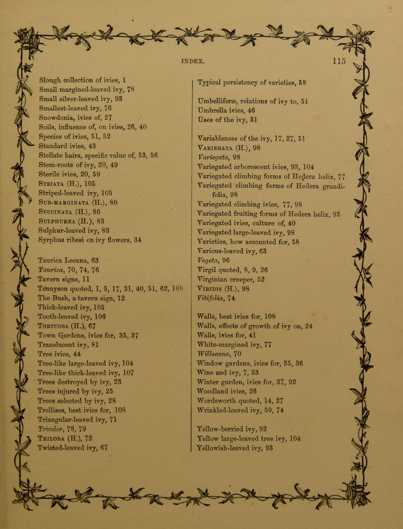 Slough collection of ivies, 1 Small margined-leaved ivy, 78 Small silver-leaved ivy, 93 Smallest-leaved ivy, 76 Snowdonia, ivies of, 27 Soils, influence of, on ivies, 26, 40 Species of ivies, 51, 52 Standard ivies, 43 Stellate hairs, specific value of, 53, 56 Stem-roots of ivy, 20, 49 Sterile ivies, 20, 59 Striata (H.), 105 Striped-leaved ivy, 105 SUB-MARGINATA (H.), 80 Succinata (H.), 86 SUEPHUREA (H.), 83 Sulphur-leaved ivy, 83 Syrphus ribesi on ivy flowers, 34 Taurica Leeana, 63 Taurica, 70, 74, 76 Tavern signs, 11 Te'nnyson quoted, 1, 5, 17, 31, 40, 51, 62, 108 The Bush, a tavern sign, 12 Thick-leaved ivy, 105 Tooth-leaved ivy, 106 Tortuosa (H.), 67 Town Gardens, ivies for, 35, 37 Translucent ivy, 81 Tree ivies, 44 Tree-like large-leaved ivy, 104 Tree-like thick-leaved ivy, 107 Trees destroyed by ivy, 23 Trees injured by ivy, 25 Trees selected by ivy, 28 Trellises, best ivies for, 108 Triangular-leaved ivy, 71 Tricolor, 78, 79 Trieoba (H.), 72 Twisted-leaved ivy, 67 Typical persistency of varieties, 58 Umbelliferae, relations of ivy to, 51 Umbrella ivies, 46 Uses of the ivy, 31 Variableness of the ivy, 17, 27, 51 Variegata (H.), 98 Variegata, 98 Variegated arborescent ivies, 93, 104 Variegated climbing forms of Hedera helix, 77 Variegated climbing forms of Hedera gran di- folia, 98 Variegated climbing ivies, 77, 98 Variegated fruiting forms of Hedera helix, 93 Variegated ivies, culture of, 40 Variegated large-leaved ivy, 98 Varieties, how accounted for, 58 Various-leaved ivy, 63 Vegeta, 96 Virgil quoted, 8, 9, 26 Virginian creeper, 52 Viridis (H.), 98 Vitifolia, 74 Walls, best ivies for, 108 Walls, effects of growth of ivy on, 24 Walls, ivies for, 41 White-margined ivy, 77 Willseana, 70 Window gardens, ivies for, 35, 36 Wine and ivy, 7, 33 Winter garden, ivies for, 37, 92 Woodland ivies, 26 Wordsworth quoted, 14, 27 Wrinkled-leaved ivy, 59, 74 Yellow-berried ivy, 92 Yellow large-leaved tree ivy, 104 Yellowish-leaved ivy, 93