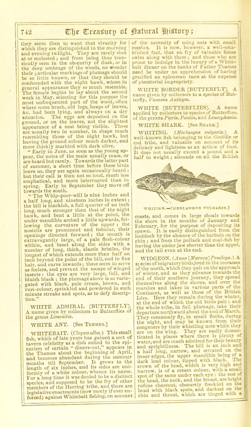 they seem then to want that vivacity for I of the necessity of using net* with email which they are distinguished in the morning meshe s. It is now, however, a well-etta- and evening twilight. They are rarely shot blLhcd fuct, that no fry of valuab.e fitnea at or molested ; and from being thus trun- swim along with them ; and those who are sicntly seen in the obscurity of dunk, or in * 1 ~ tlie deep umbrage of the woods, no wonder their particular markings of plumage should be so little known, or that they should be confounded with the night hawk, whom in general appearance they so much resemble. The female begins to lay about the second week in May, selecting for this purpose the most unfrequented part of the wood, often where some brush, old logs, heaps of leaves, &c. had been lying, and always on a dry situation. The eggs are deposited on the ground, or on the leaves, not the slightest appearance of a nest being visible. These are usually two in number, in shape mueh resembling those of the night hawk, but having the ground colour much darker, and more thickly marbled with dark olive. “ Early in June, as soon as the young ap- pear, the notes of the male usually cease, or ore heard but rarely. Towards the latter part of summer, a short time before these birds leave us, they are again occasionally heard ; but their call is then not so loud, much less emphatical, and more interrupted than in spring. Early in September they move otf towards the south. “ The Whip-poor-will is nine inches and a half long, and nineteen inches in extent; the bill is blackish, a full quarter of an inch long, much strouger than that of the night hawk, and bent a little at the point, the under mandible arched a little upwards, fol- lowing the curvature of the upper ; the nostrils are prominent and tubular, their openings directed forward ; the mouth is extravagantly large, of a pale flesh-colour within, and beset along the sides with a number of long, thick, elastic bristles, the longest of which extends more than half an inch beyond the point of the bill, end in fine hair, and curve inwards ; these seem to serve as feelers, and prevent the escape of winged insects : the eyes are very large, full, and bluish black ; the plumage above is so varie- gated with black, pale cream, brown, and rust-colour, sprinkled and powdered in such minute streaks and spots, as to defy descrip- tion.” WHITE ADMIRAL [BUTTERFLY]. A name given by collectors to Butterflies of the genus Limenitis. WHITE ANT. [See Termes.] WHITEBAIT. (Clupea alba.) This small fish, which of late years has gained a sort of tavern celebrity as a dish suited to the epi- curism of certain “ diners-out,” appears in the Thames about the beginning of April, and becomes abundant during the summer months till September. It grows to the length of six inches, and its sides arc uni- formly of a white colour, whence its name. For a long time it was denied to be a distinct species, and supposed to be the fry of other members of the Herring tribe, and there are legislative enactments (now rarely if ever en- forced) against Whitebait fishing, on account prone to indulge in the luxury of a White- bait dinner on the banks of Father Thames need be under no apprehension of having gratified an epicurean tn*te at the expen*e of piscatorial impropriety. WHITE BORDER [BUTTERFLY]. A name given by collectors to a specie* of But- terfly, Vanessa Antiopa. WHITE [BUTTERFLIES]. A name applied by collectors to specie*of Butterflies, 1 of the genera Pieris, Puntia, and Leucopfuuia. WHITE SHARK. [See Shark.] WHITING. (Meilangvs vulgaris.) A well-known fish belonging to the Gadtdce or cod tribe, and valuable on account of it* delicacy and lightness as an article of food. It does not usually exceed a pound and a half in weight; abounds on all the British WH1TIKO.-fl!BM.ASOD8 VULGARIS.) coasts, and comes in large shoals toward* the shore in the months of January and February, for the purpose of depositing it* spawn. It is easily distinguished from the haddock by the absence of the barbule on the chin ; andfrom the pollack and coal-fish by having the under jaw shorter than the upper, aud the tail even at the end. WIDGEON. (Anas [Jfareca] Penelope.) A species of migratory hi rds,hred in the morasses of the north, which they quit on the approach of winter, and os they advance towards the end of their southern journey, they spread themselves along the shores, and over the marshes and lakes in various parts of the Contiucnt, as well as those of the British Isles. Here they remain during the winter, at the end of which the old birds pair : and the whole tribe, in full plumage, take their departure northward about the end of March. They commonly fly, in small flocks, during the night, and may be known from their congeners by tlieir whistling note while they are on the wing. They are easily domes- ticated in places where there is plenty of water, and are much admired for their beauty and sprightliness. The bill is an inch and a half long, narrow, and serrated on the inner edges, the upper mandible being of a dark lead colour, tipped with black. The crown of the head, which is very high and narrow, is of a cream colour, with a small spot of the same under each eye : the rest of the head, the neck, and the breast, are bright rufous chestnut, obscurely freckled on the head with black s|>ots, and darkest on the chin and throat, which are tinged with a